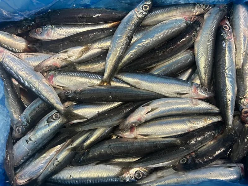 Fresh Sardines 3