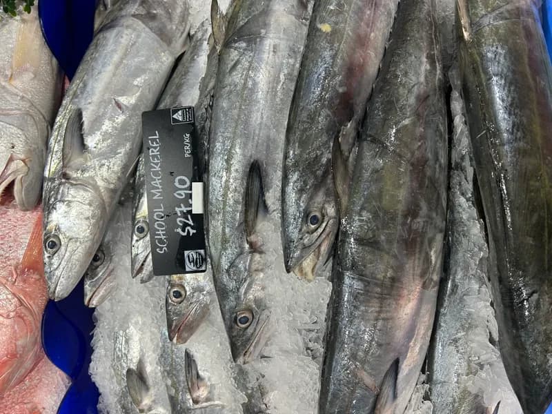 School Mackerel