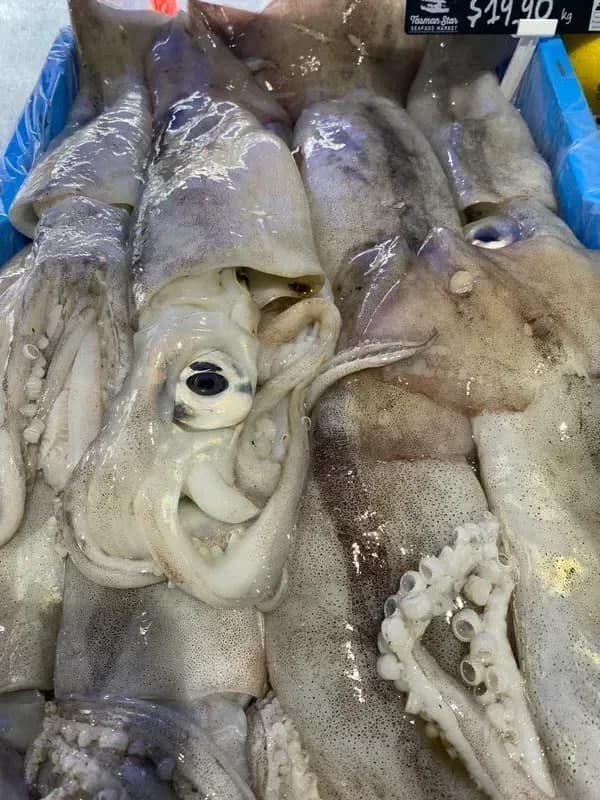 Seine Squid Whole