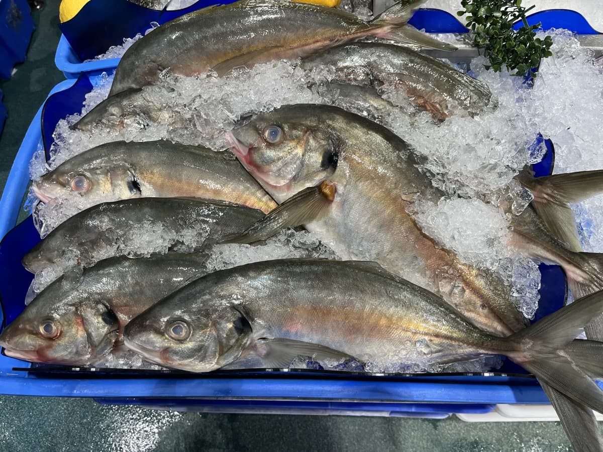 Silver Trevally Whole 1.25kg-1.75kg 2