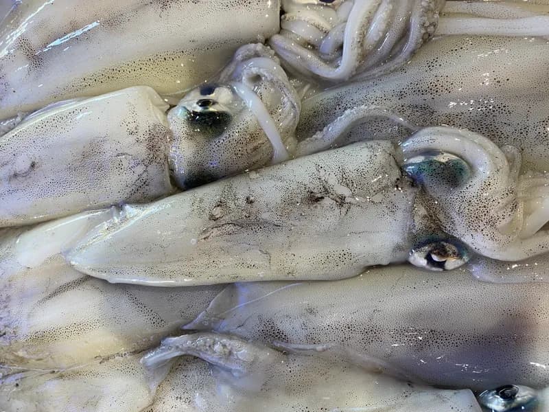 Southern Calamari Whole