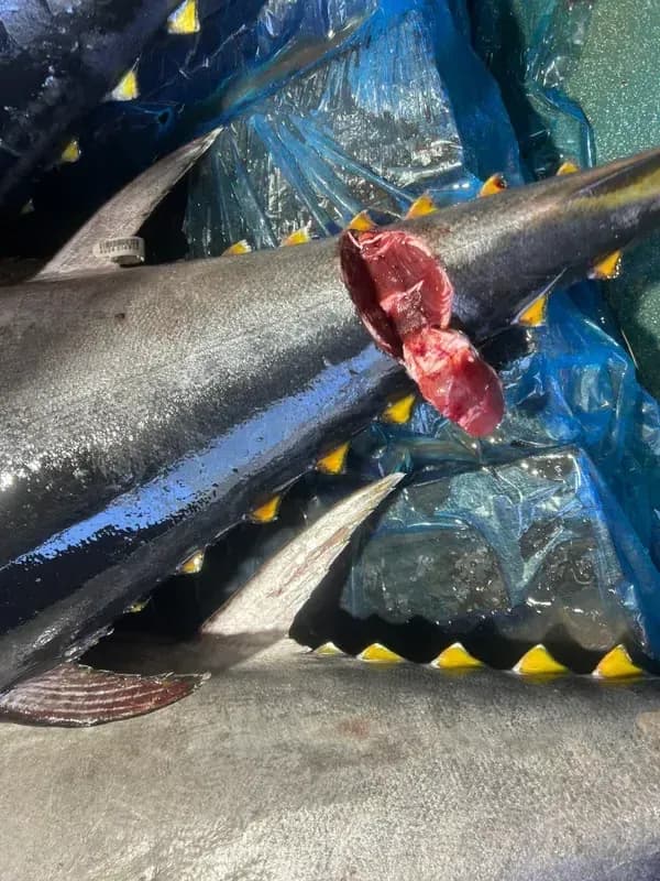 Tuna Tail Cut
