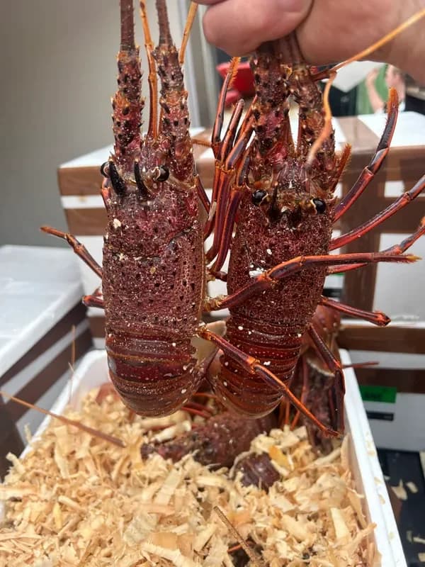 WA Crayfish Live 2