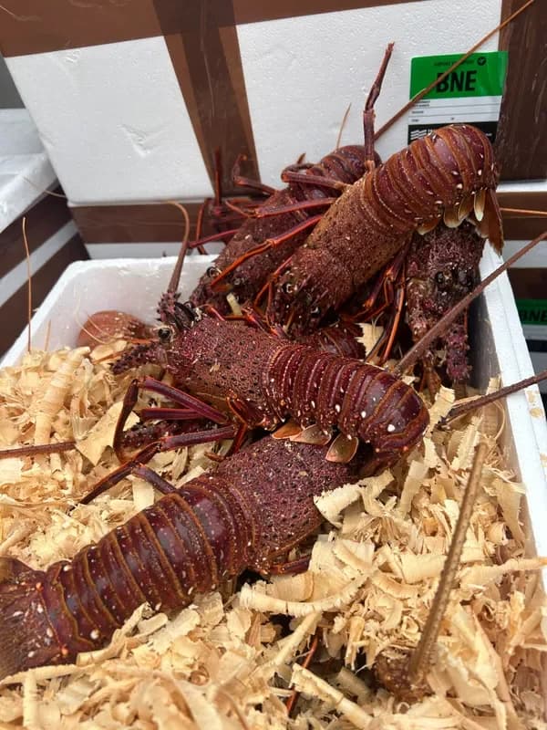 WA Crayfish Live