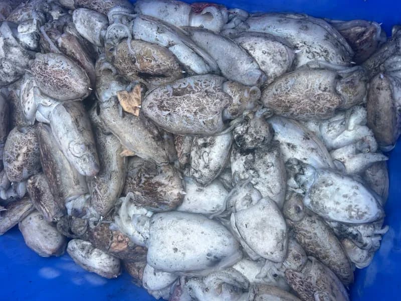 Whole Cuttlefish