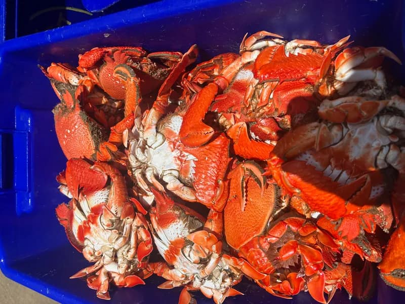 XL Cooked Spanner Crabs