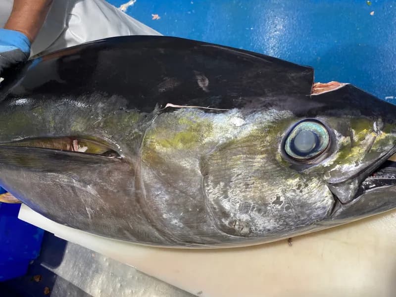 Yellow Fin Tuna 2