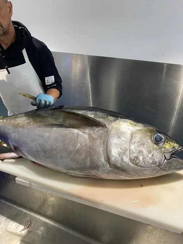 Yellow Fin Tuna
