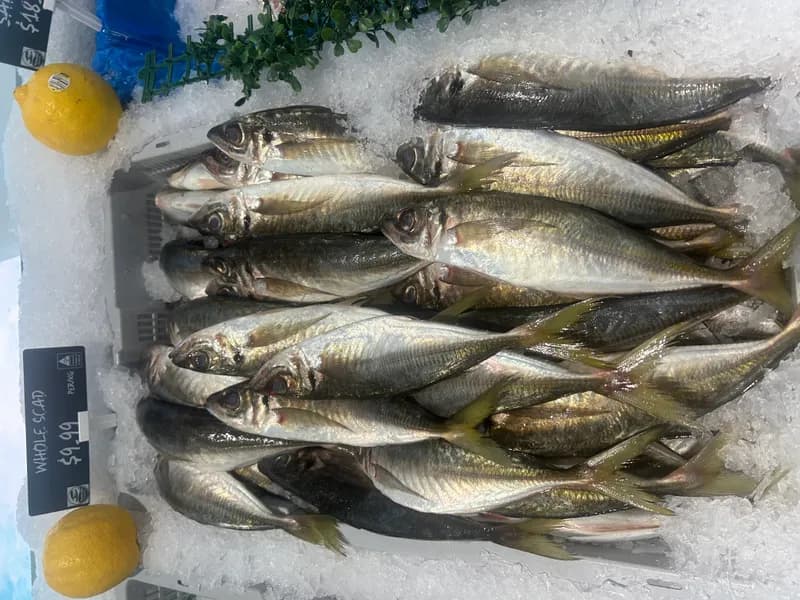 Yellow Tail Scad 2
