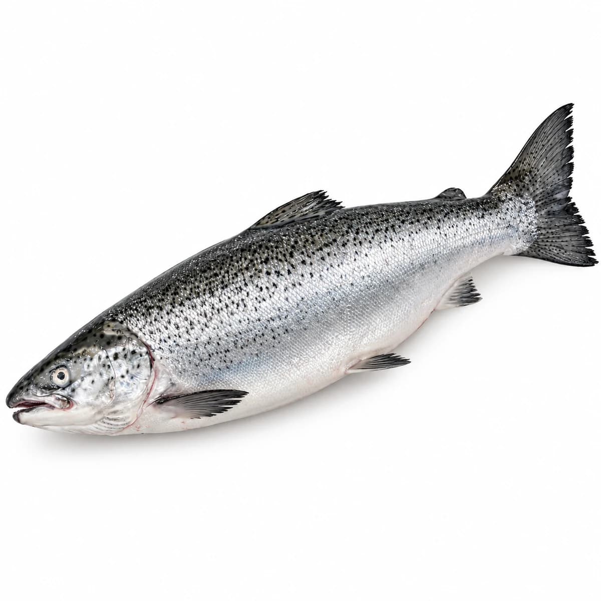 Whole Tasmanian salmon with silver skin on a clean white background