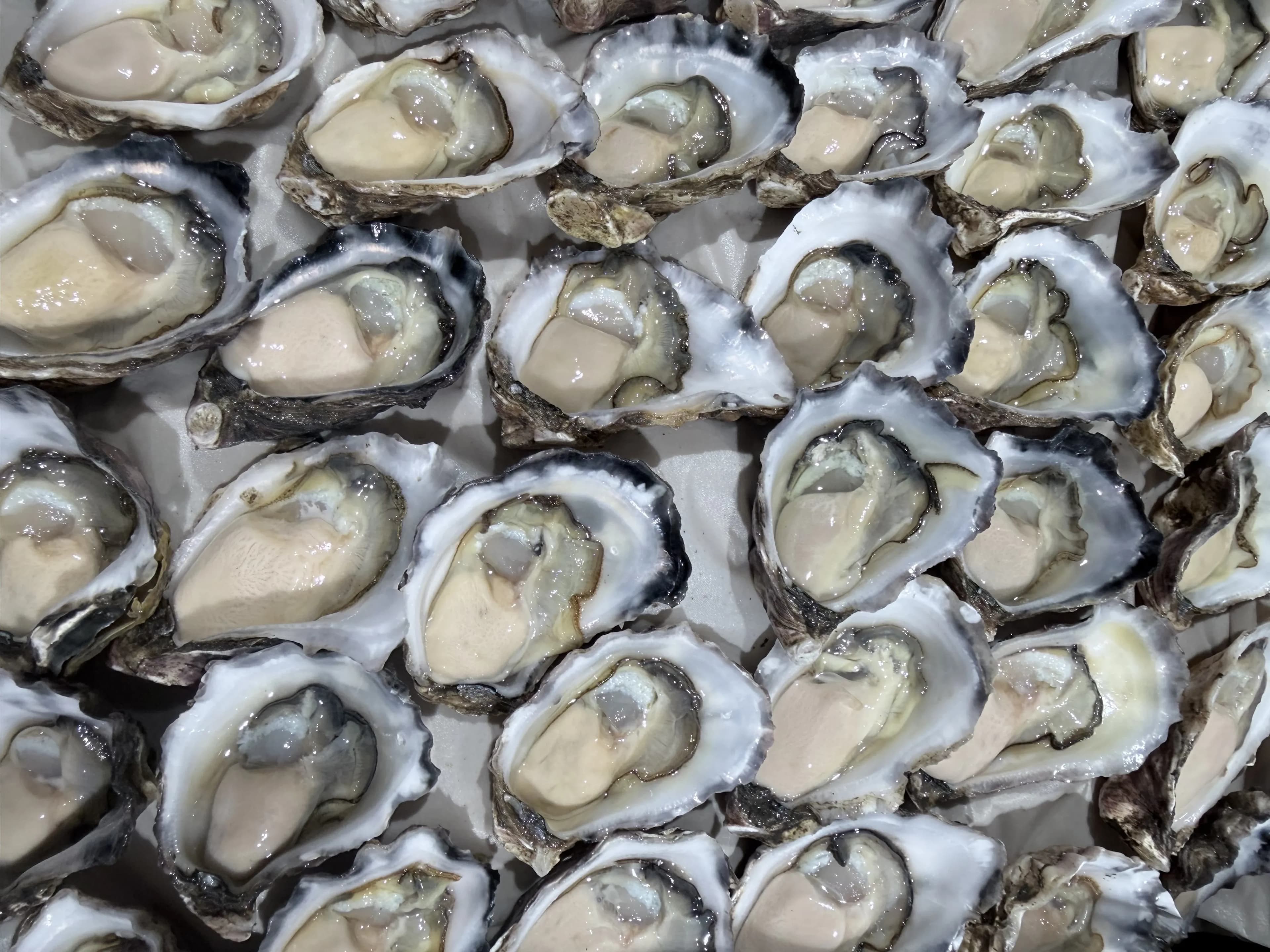 Sydney Rock Cocktail Oysters
