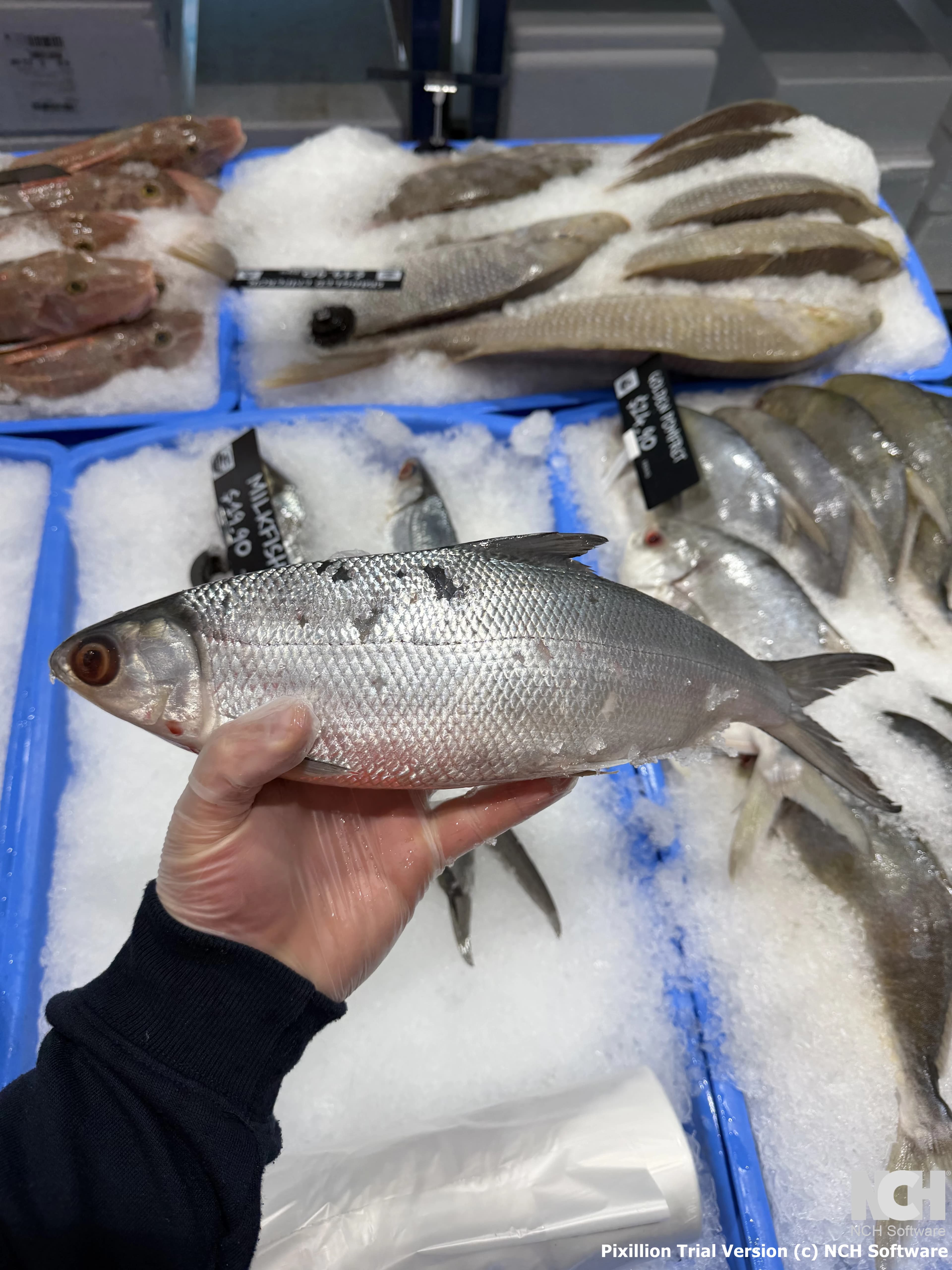 MIlkfish 850g-1kg