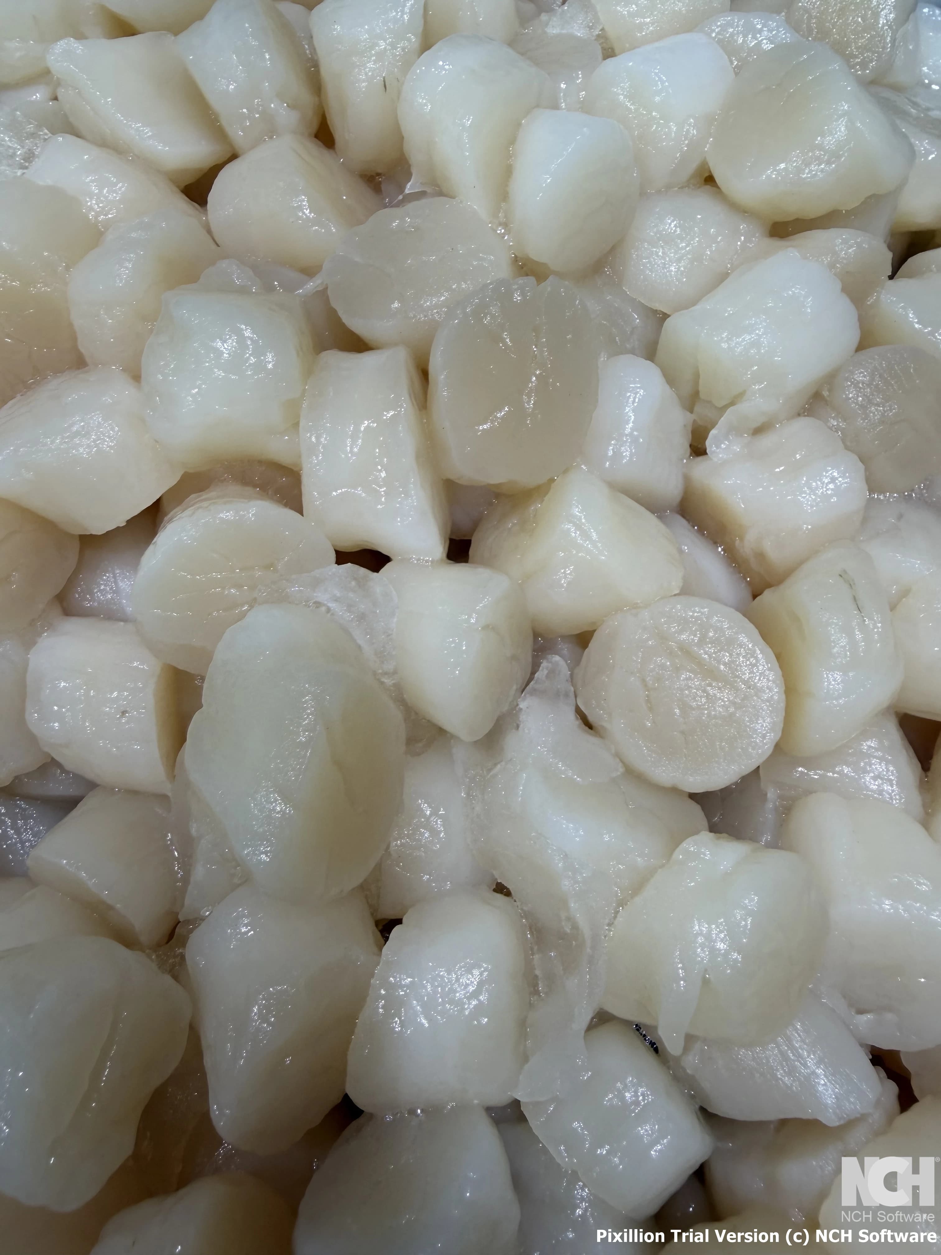 Roe Off Scallop