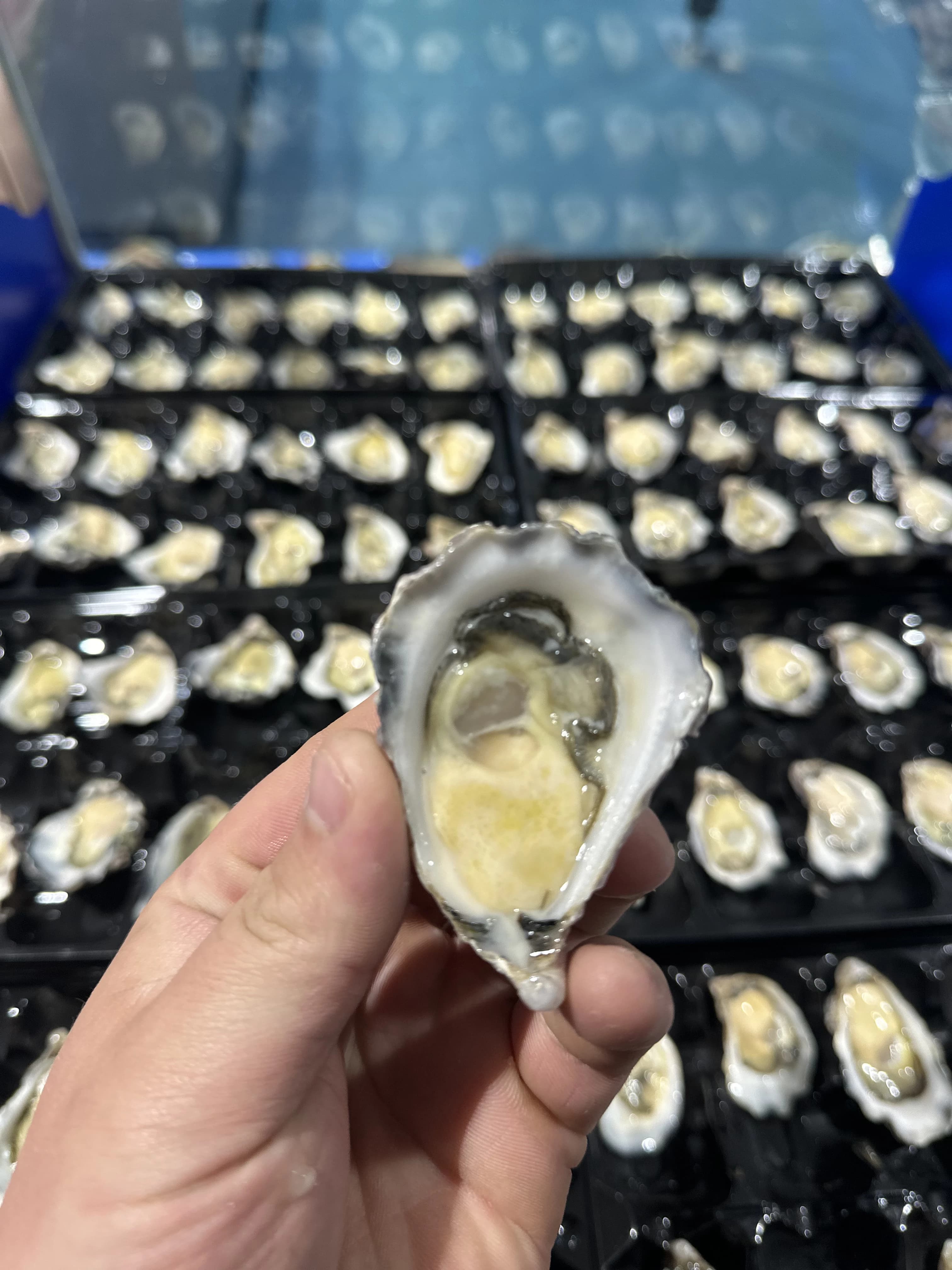 Sydney Rock Cocktail Oysters