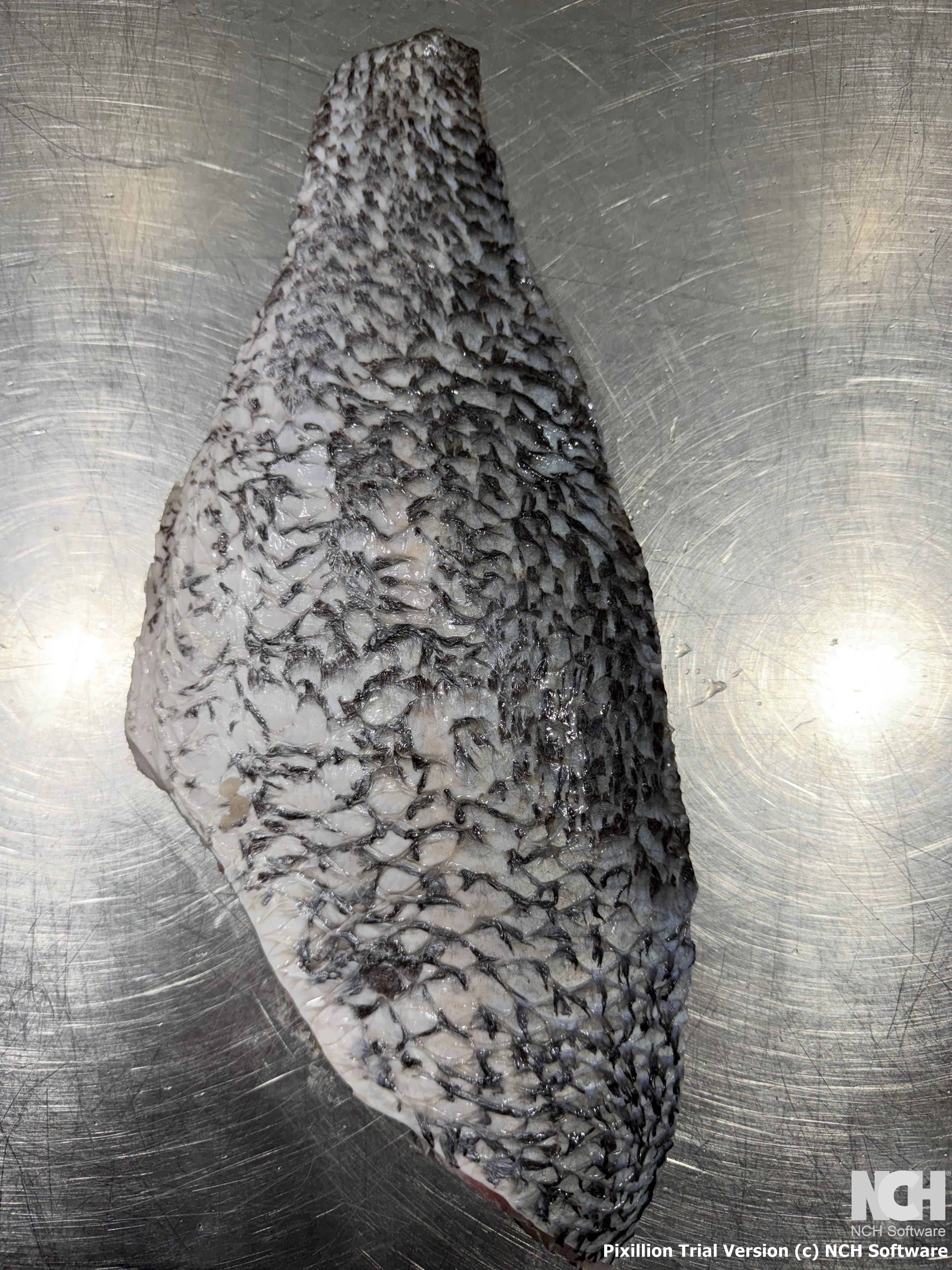 Skin On Barramundi Fillet