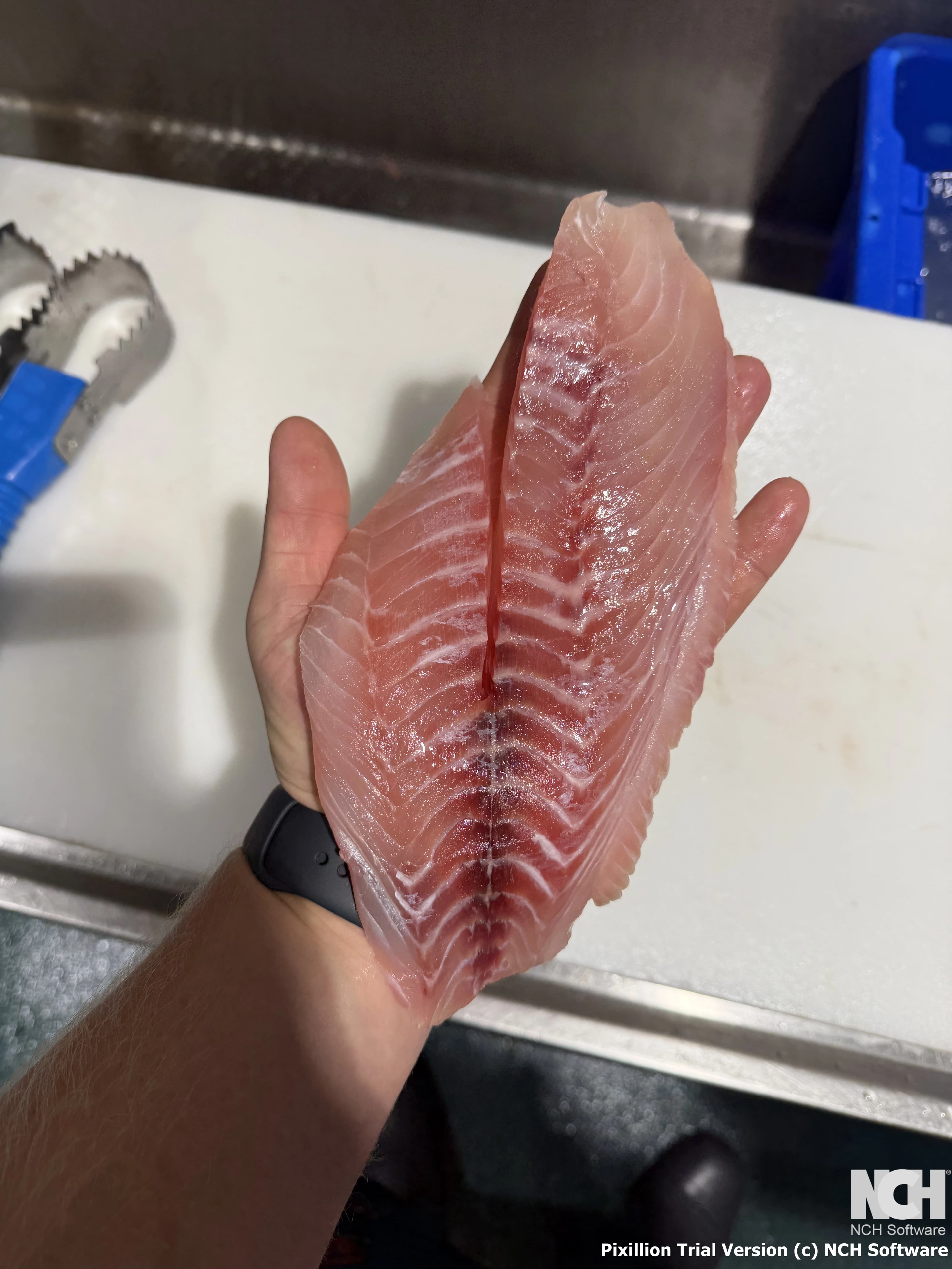 Mangrove Jack Fillet