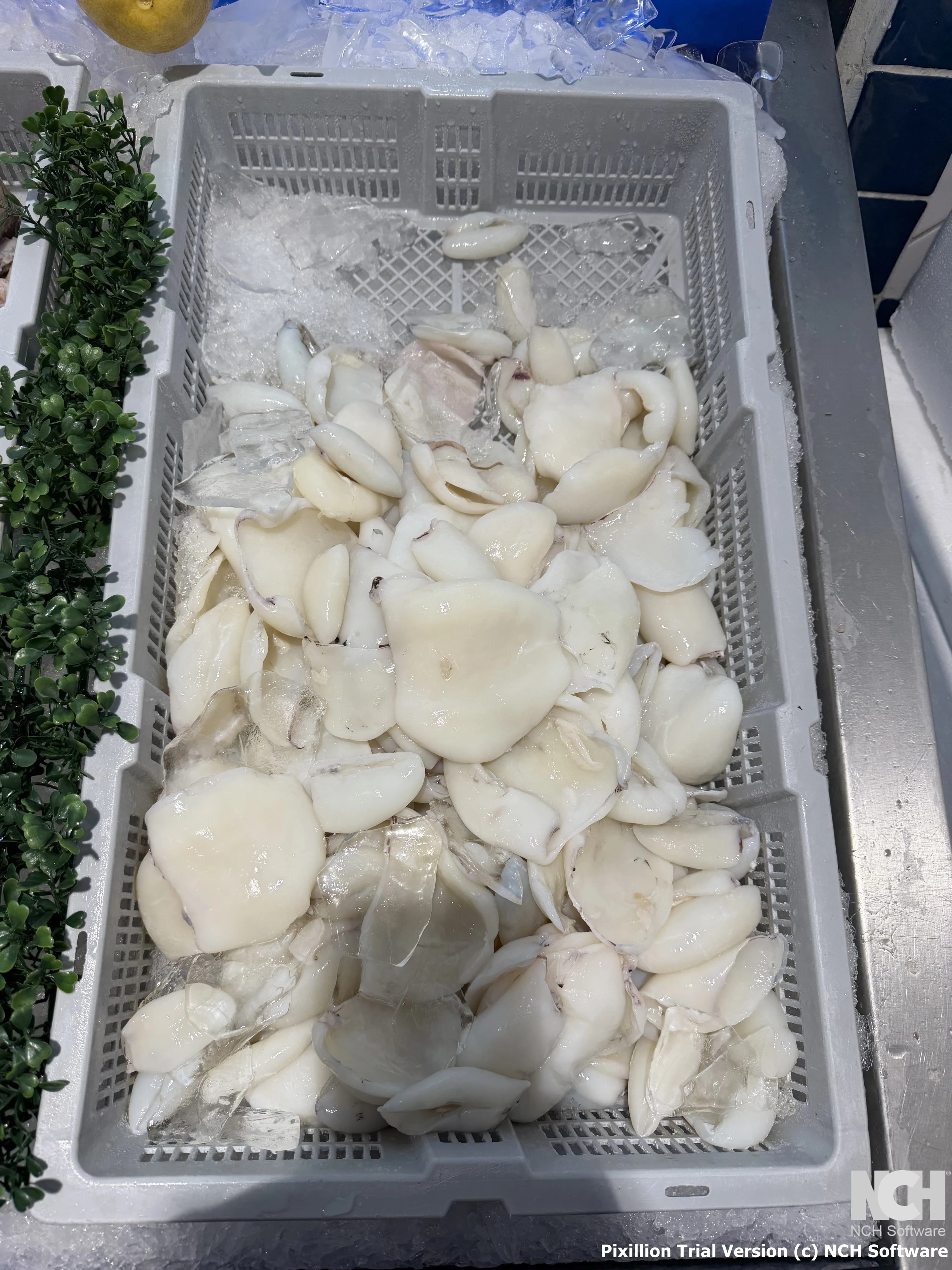Clean Cuttlefish Meat