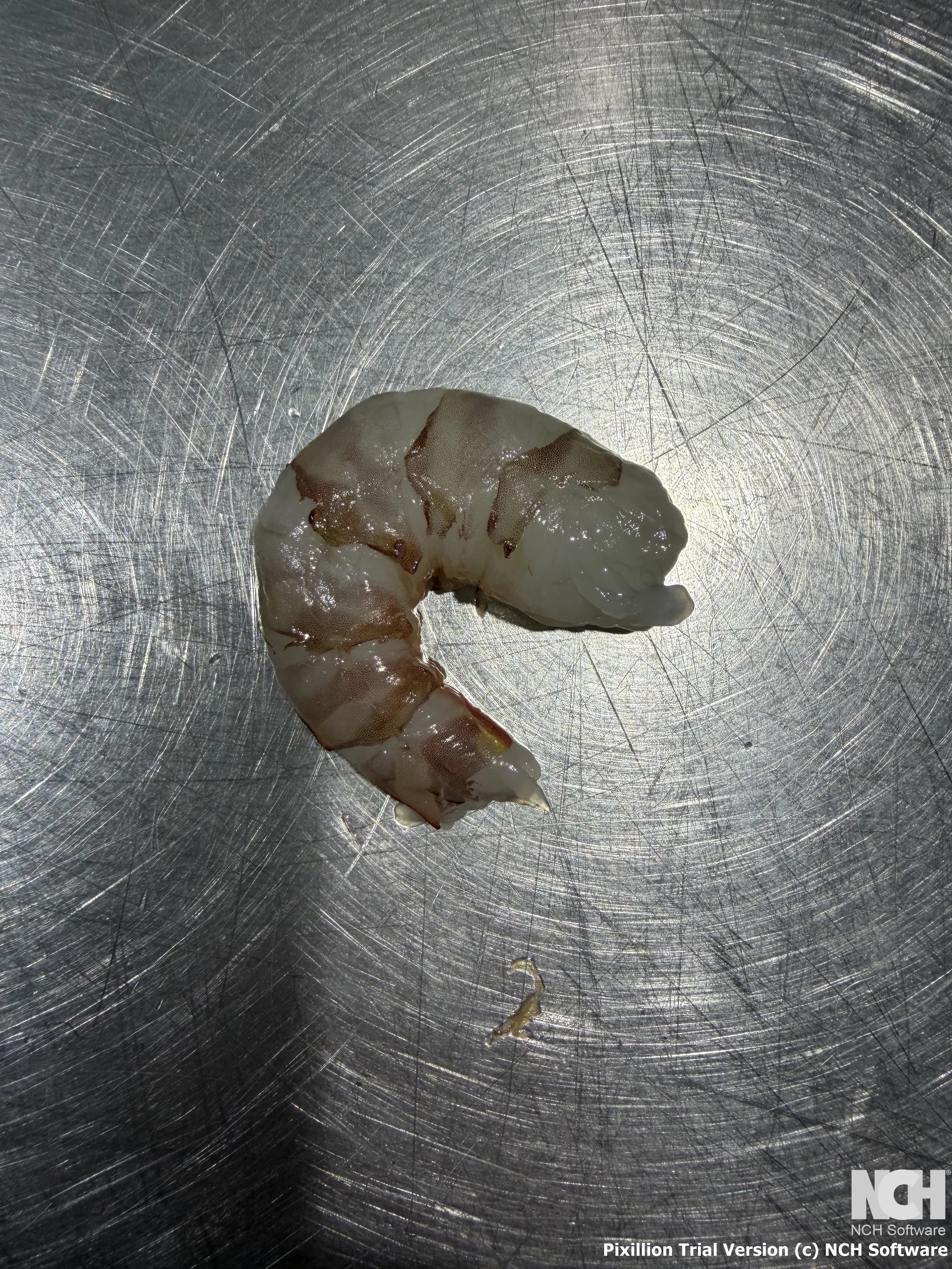 Prawn Meat