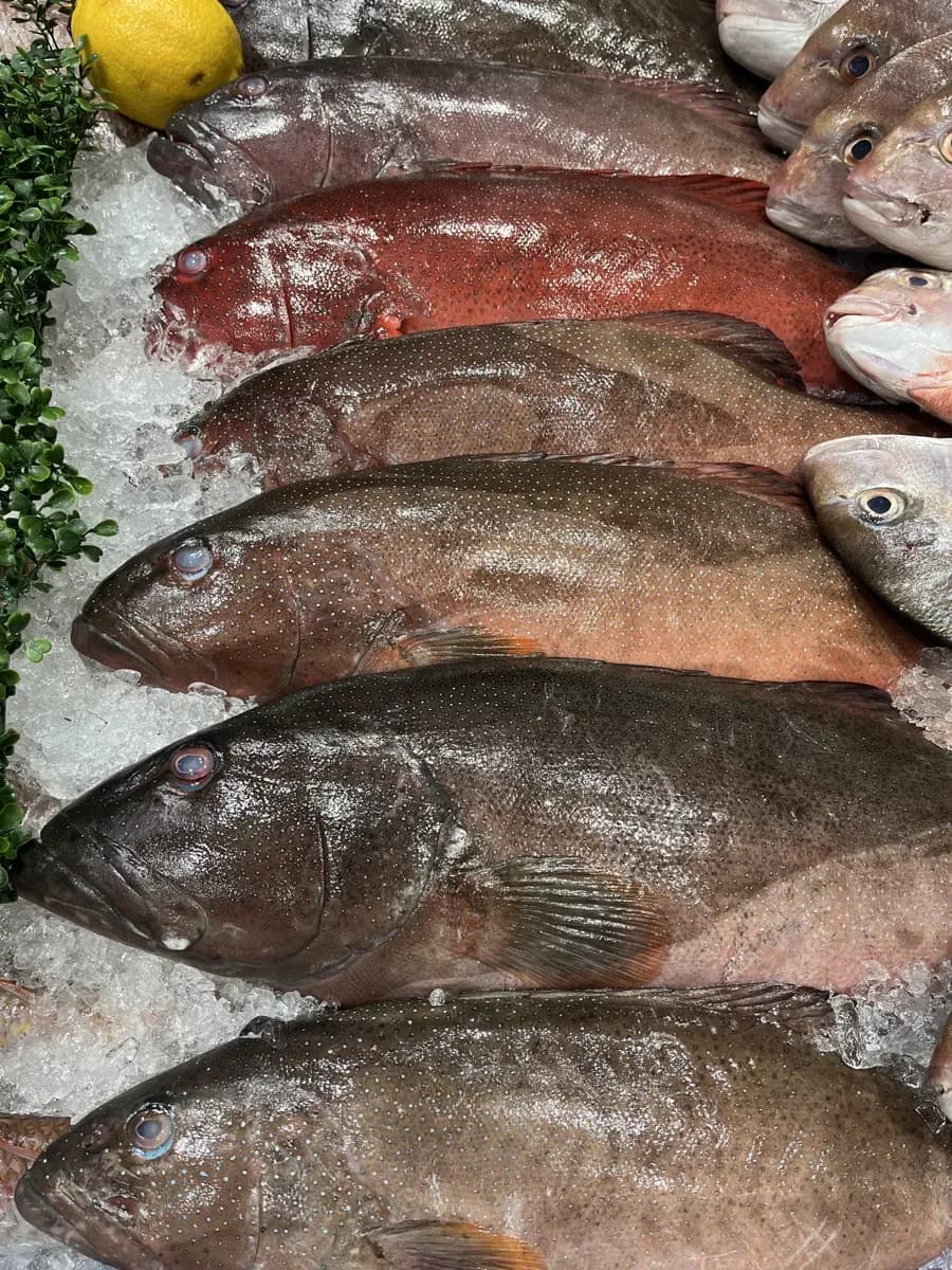 Coral Trout Portion 300g, fresh Fish (Fillets & Steaks) from Tasman Star Seafood, Gold Coast