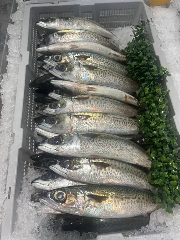 Blue Mackerel Whole 500g, product photo 2
