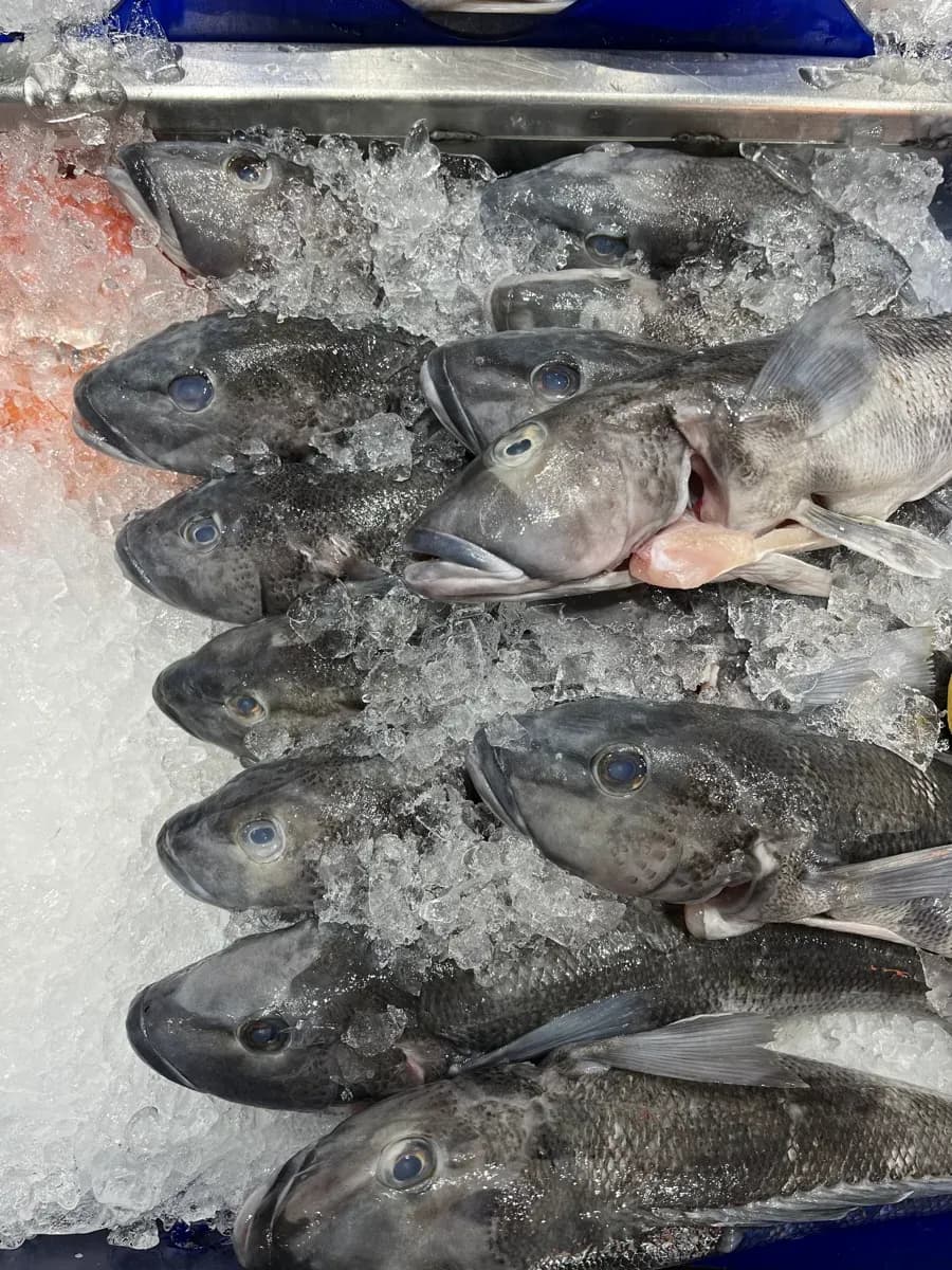 Blue Cod Whole — product photo 2