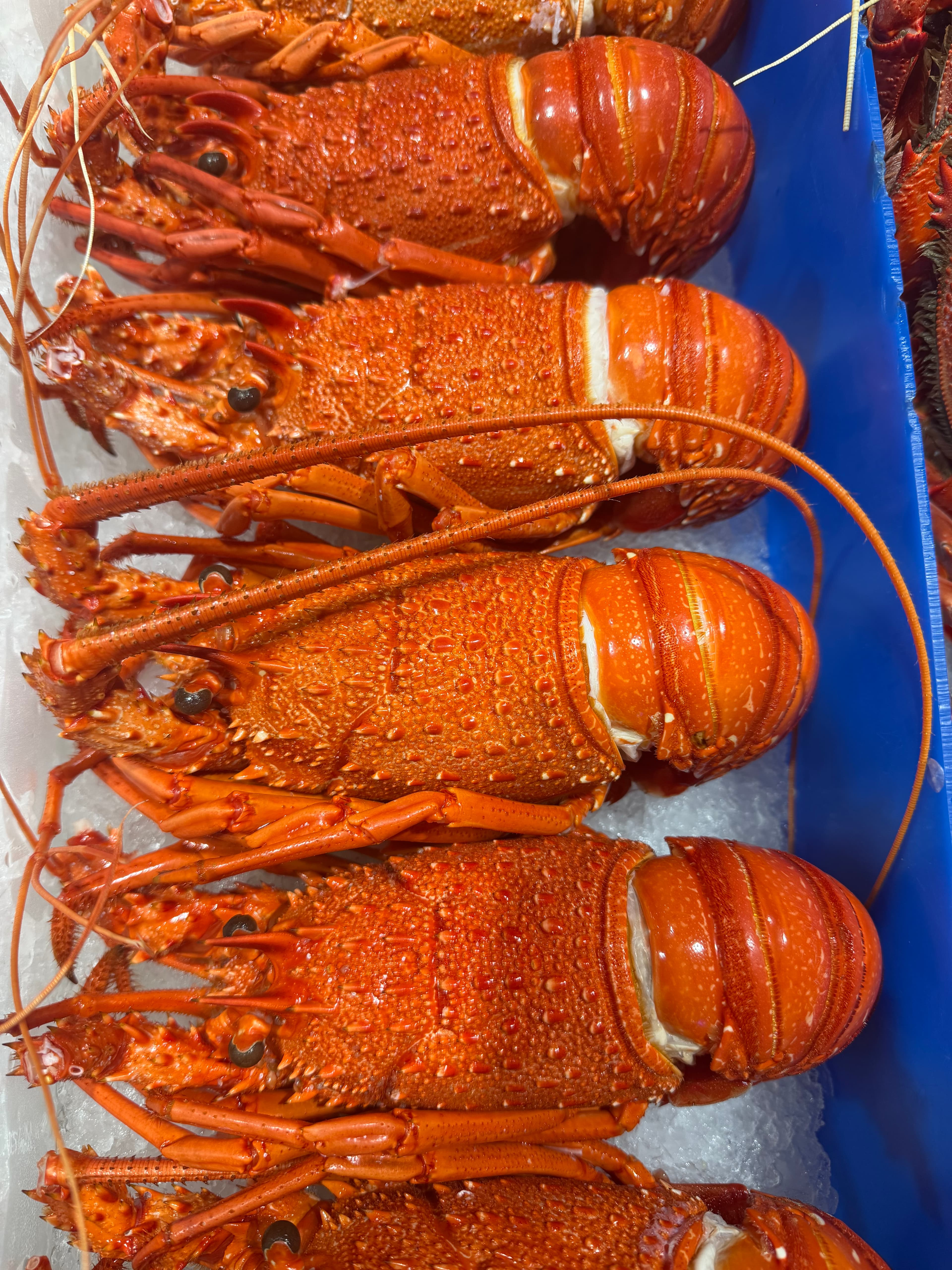 WA Crayfish Cooked