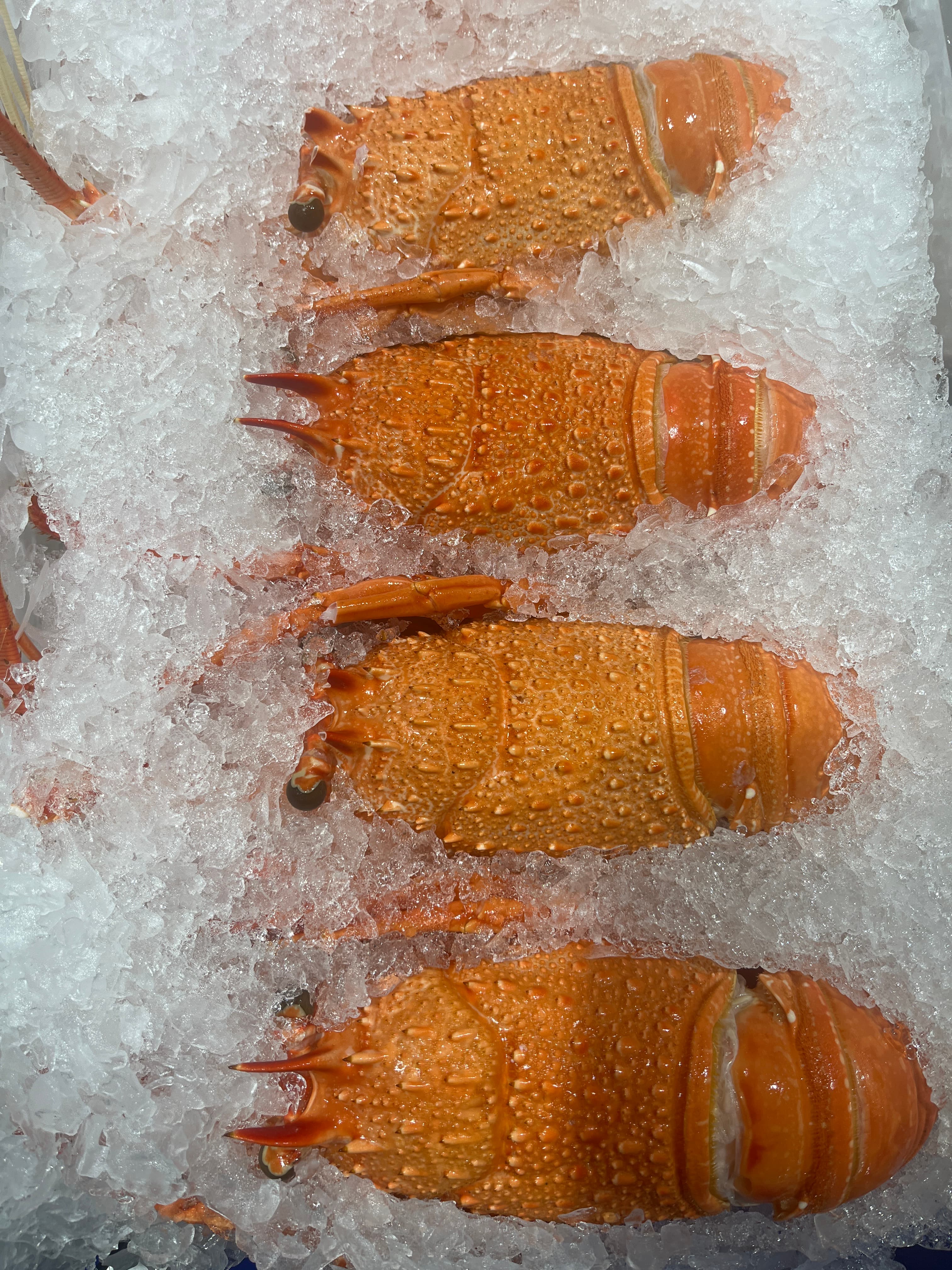 WA Crayfish Cooked (Frozen) — fresh Frozen Traded from Tasman Star Seafood, Gold Coast