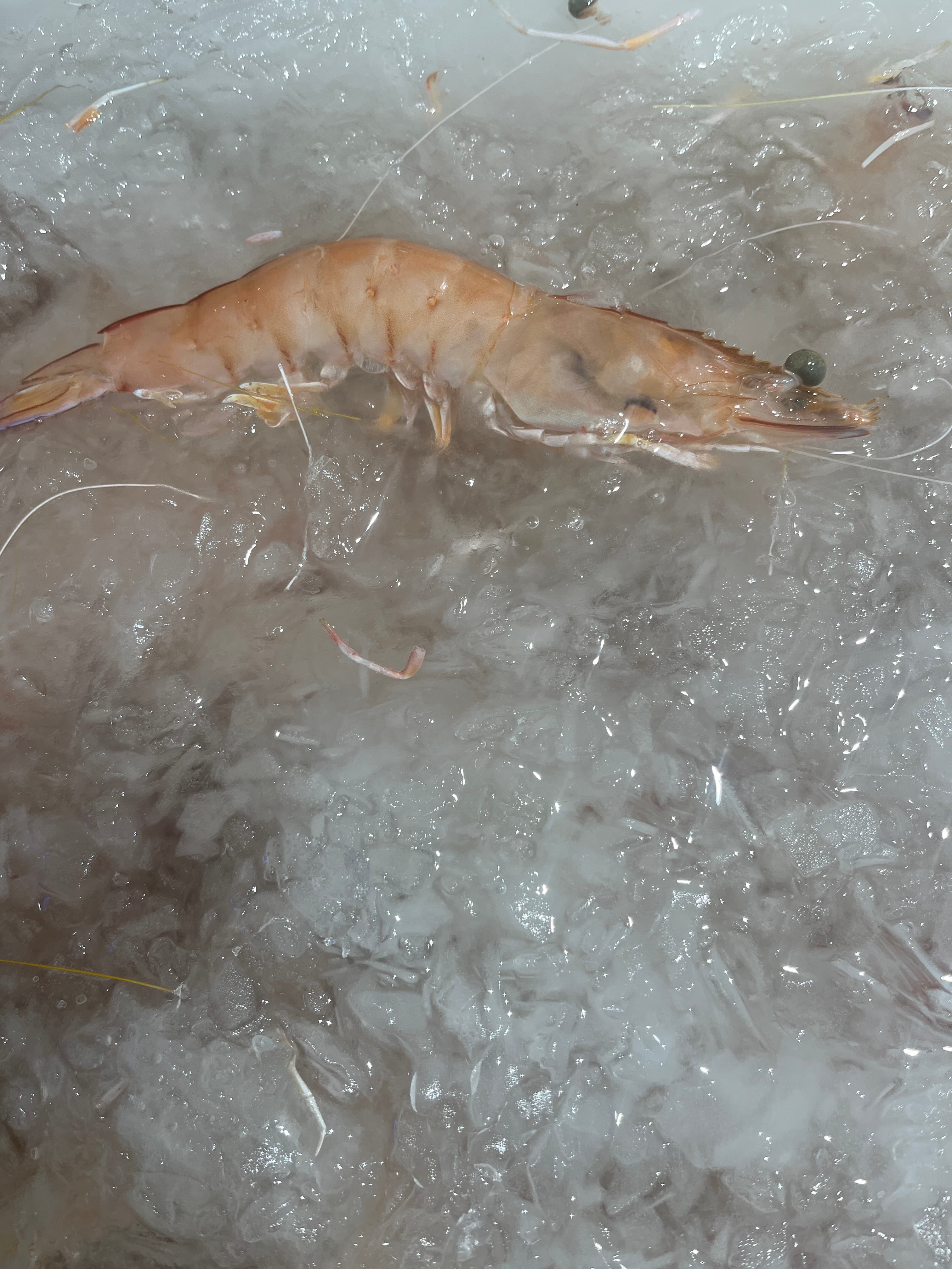 The Seafood Boil Trend: How to Build One at Home on the Gold Coast
