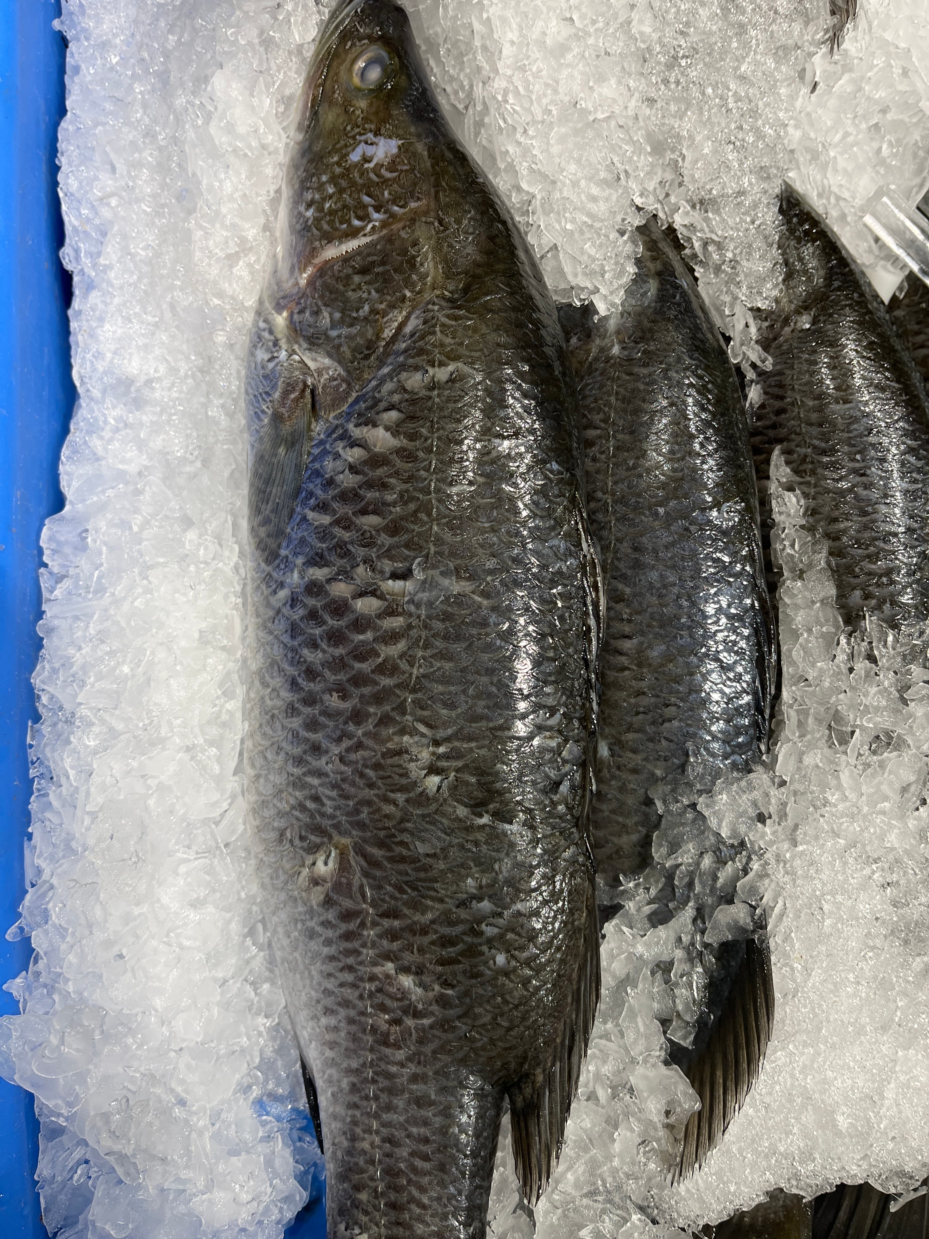 Baby Barra Whole 950g-1.2kg, fresh Fish (Whole) from Tasman Star Seafood, Gold Coast