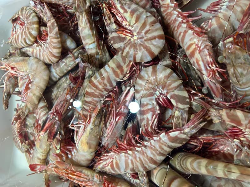 Jumbo Raw Tiger Prawns, fresh Prawns (Raw) from Tasman Star Seafood, Gold Coast