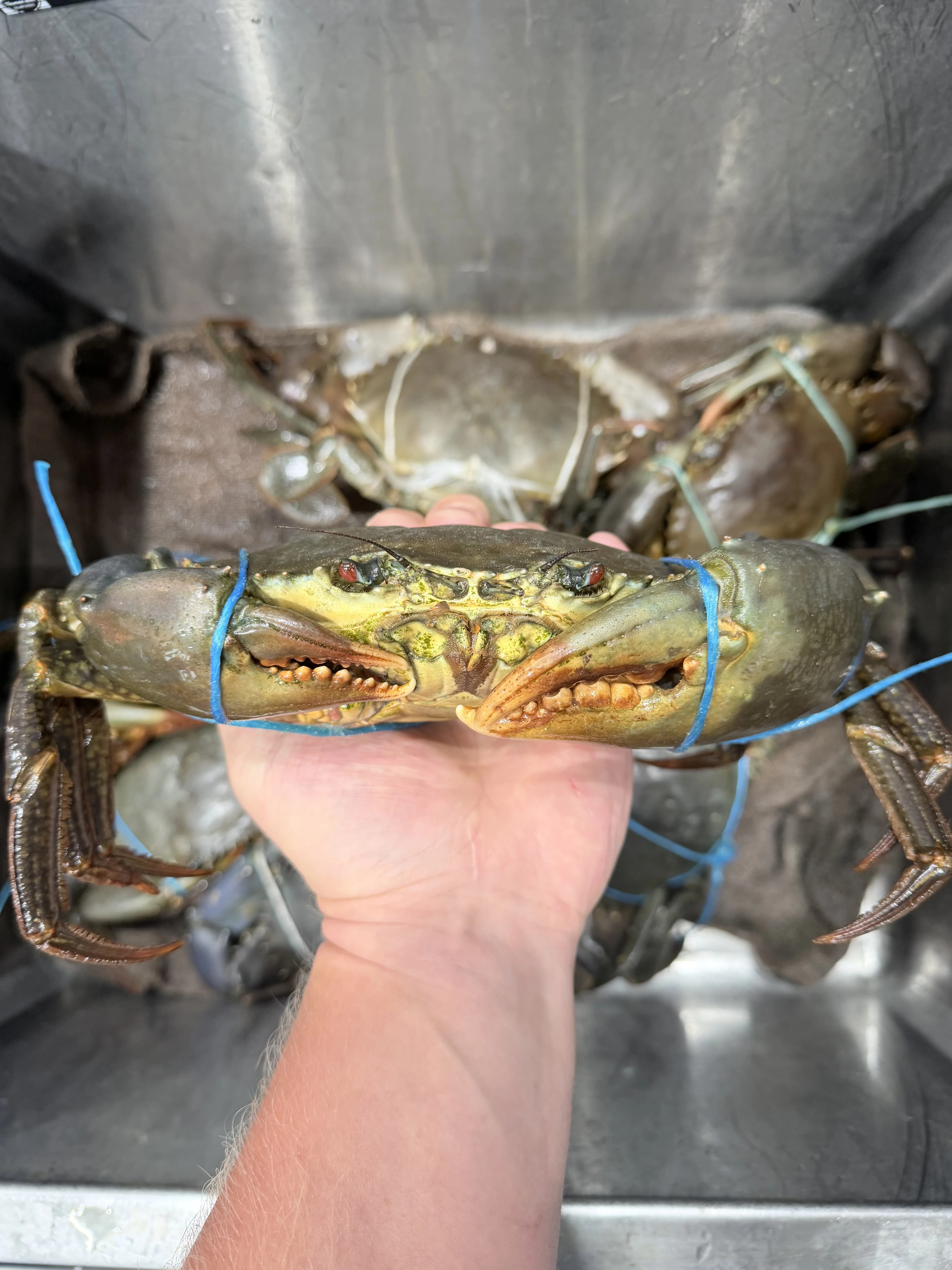 Live Mud Crabs 1kg-1.5kg