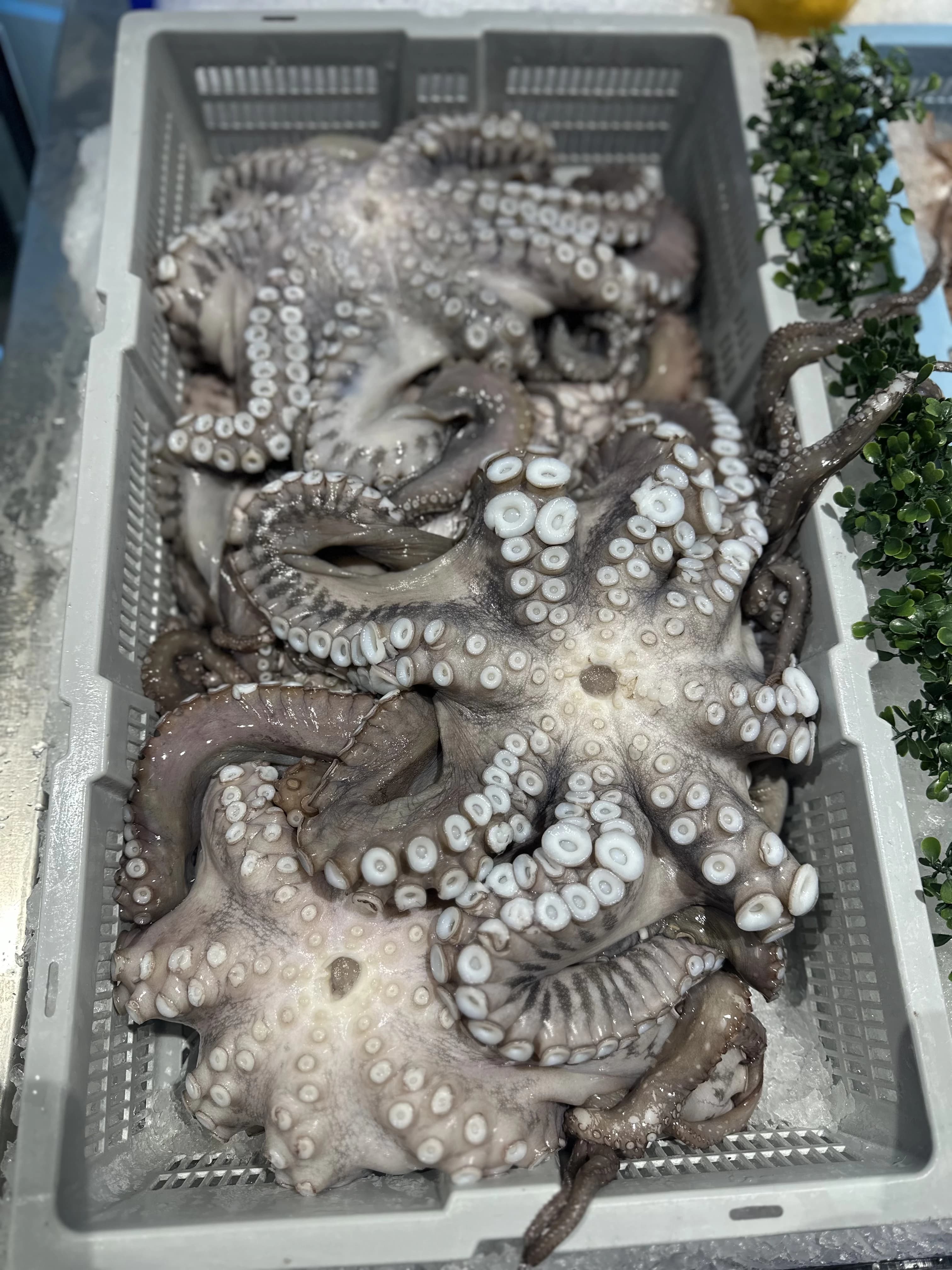 Large Octopus