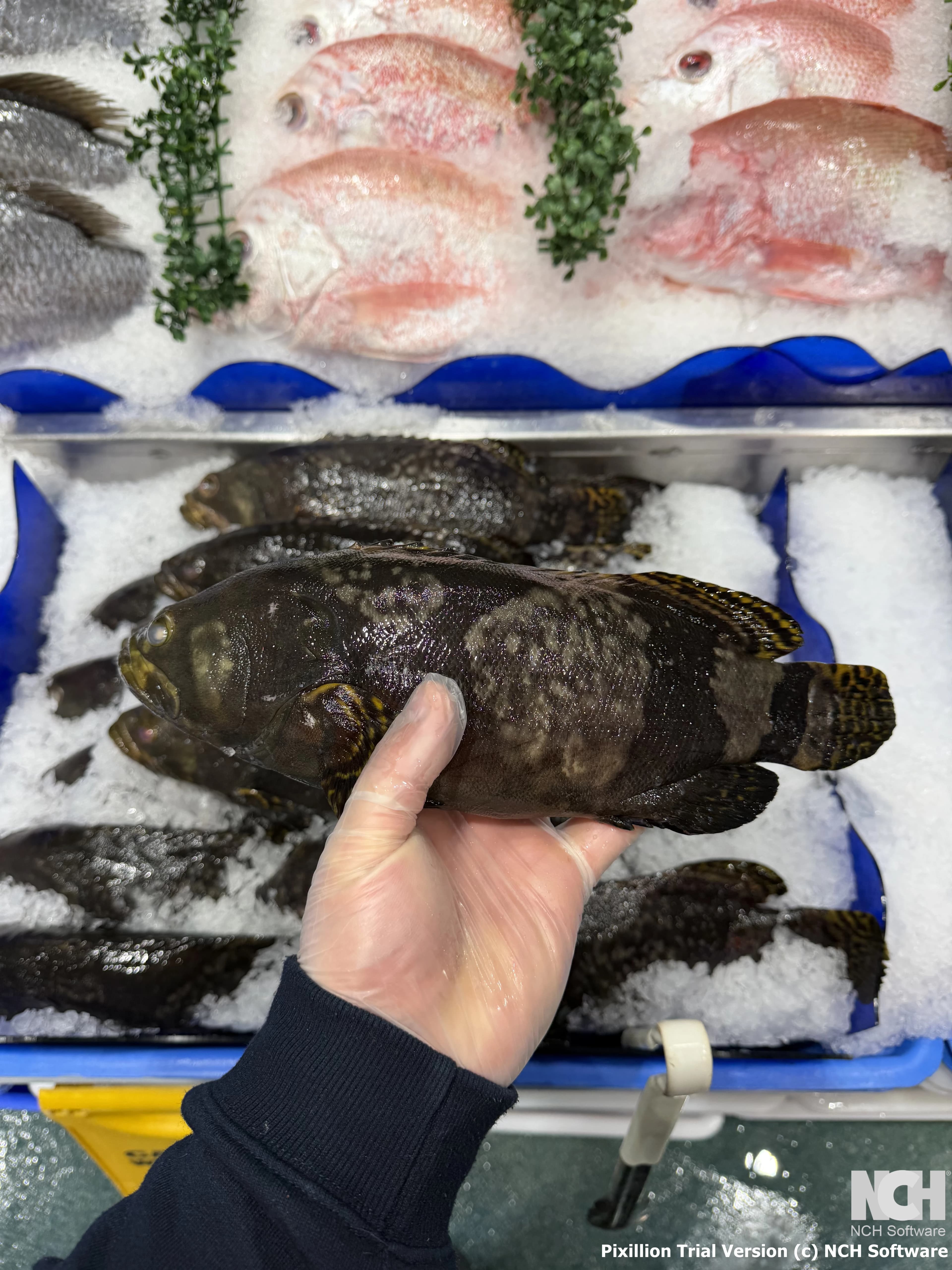QLD Grouper Whole 950g-1.2kg