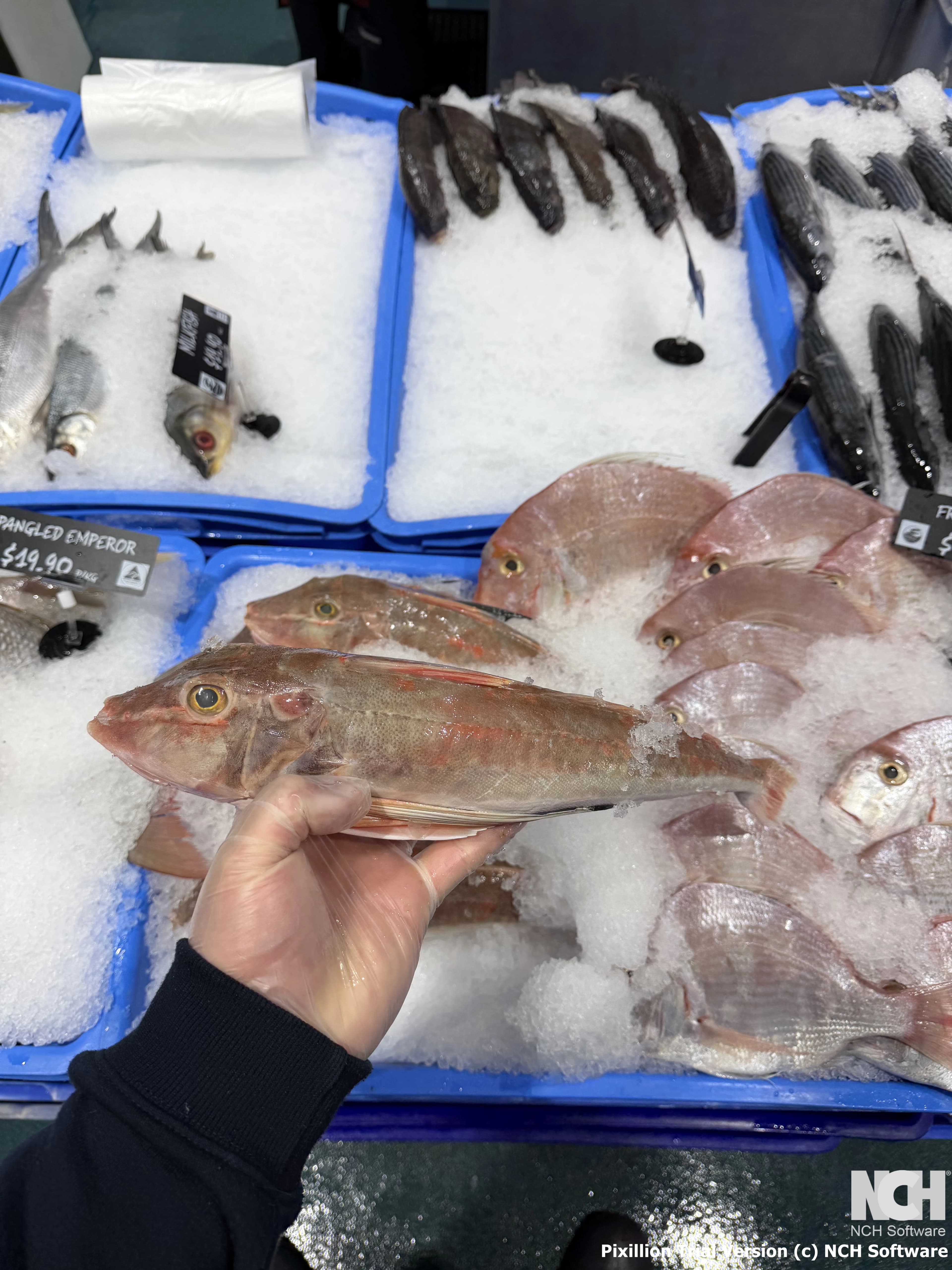 Gurnard Whole 1.2kg-1.6kg