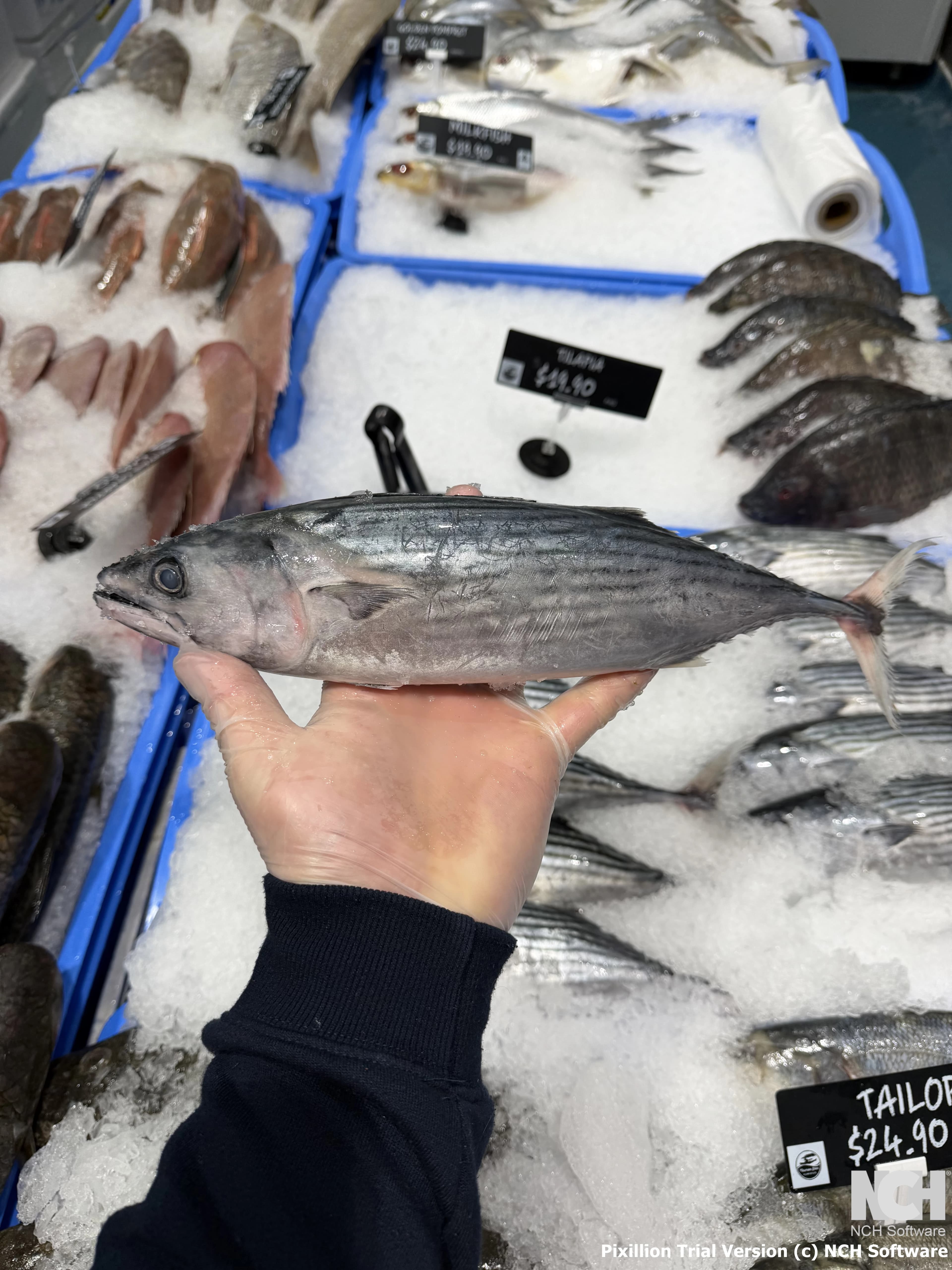 Bonito Whole 850g-1kg