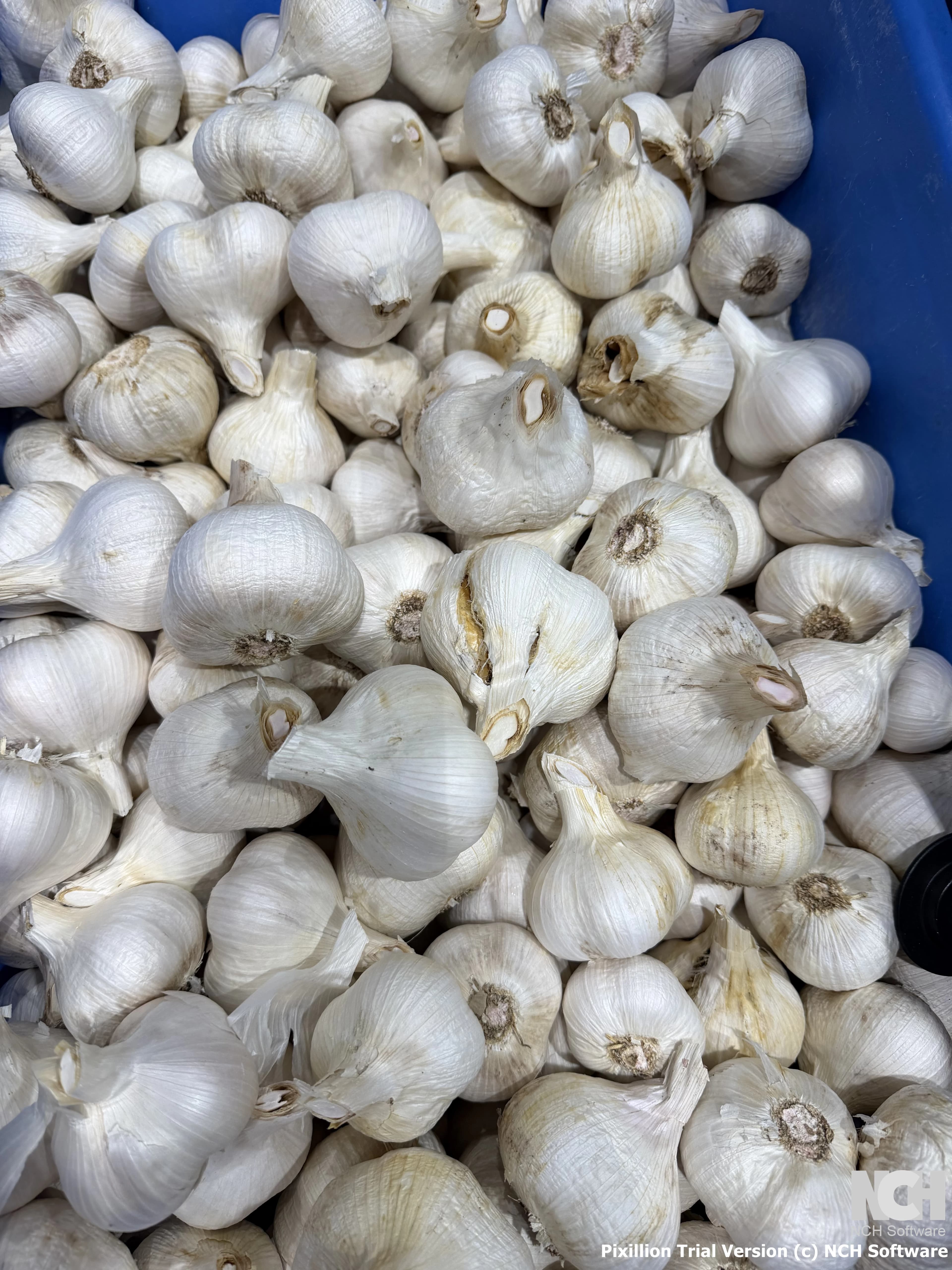 Fresh Local Garlic
