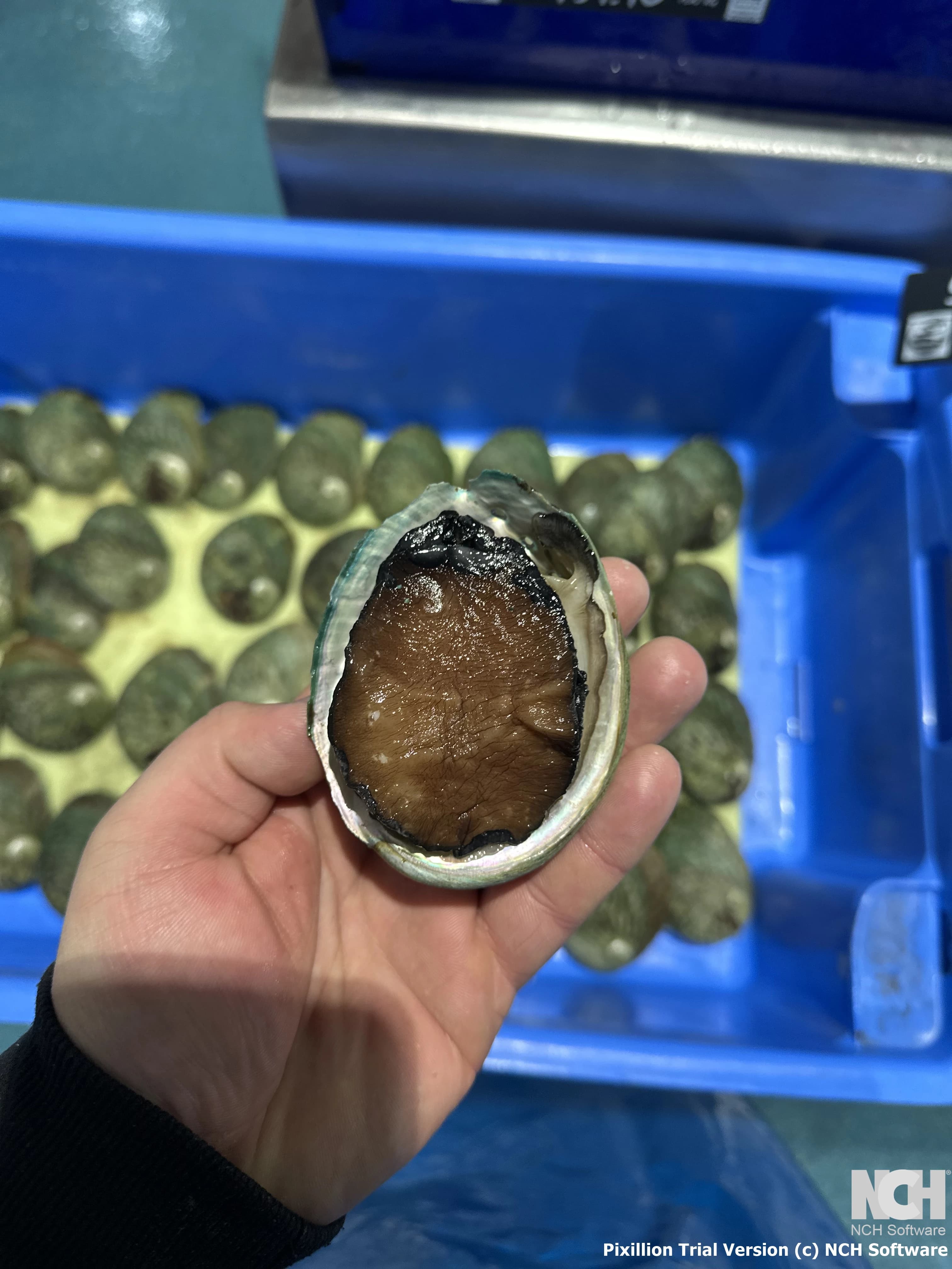 Live Abalone Small 30g-80g