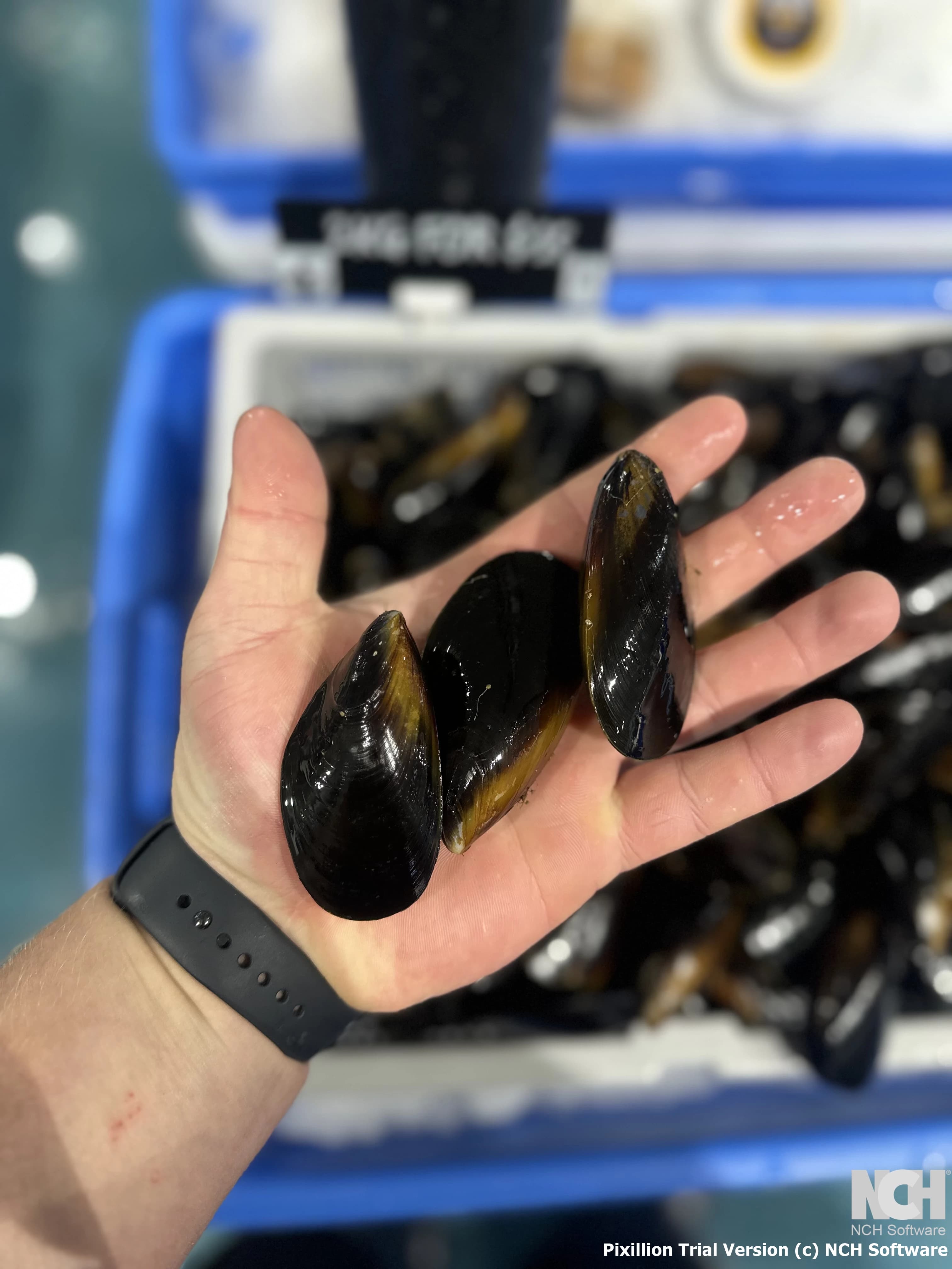 Fresh Black Mussels