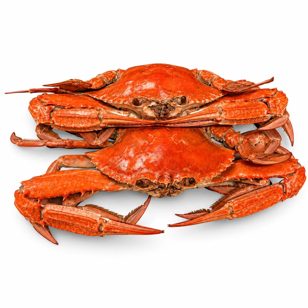 Cooked Sand Crab , fresh Crabs from Tasman Star Seafood, Gold Coast