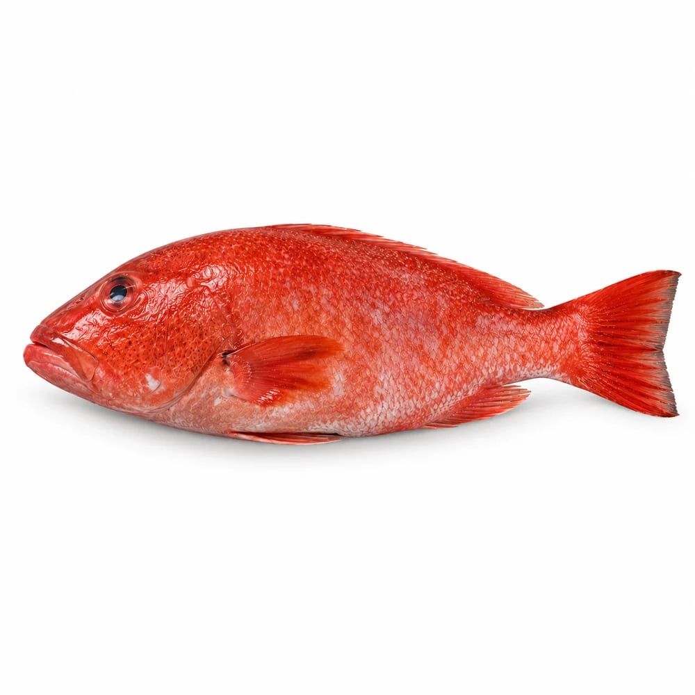 Coral Trout Whole 2kg-2.5kg, fresh Fish (Whole) from Tasman Star Seafood, Gold Coast
