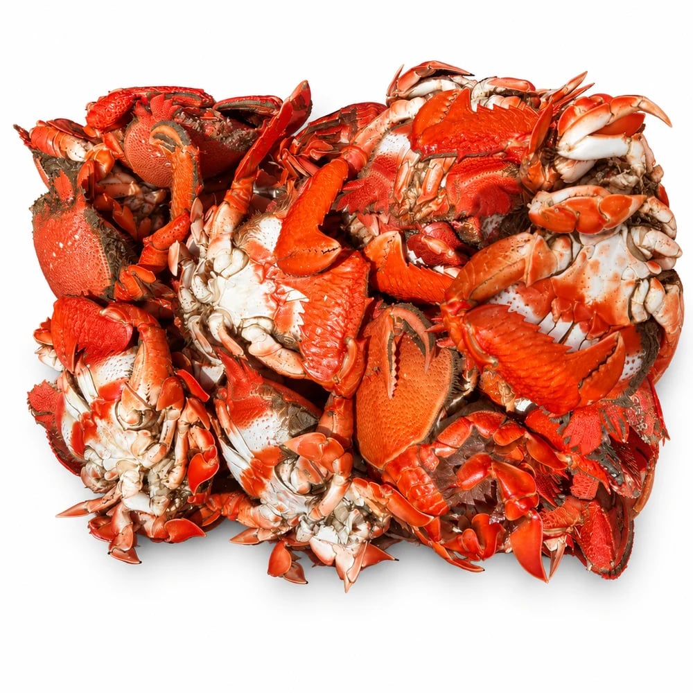 Cooked Spanner Crabs 500g-600g, fresh Crabs from Tasman Star Seafood, Gold Coast