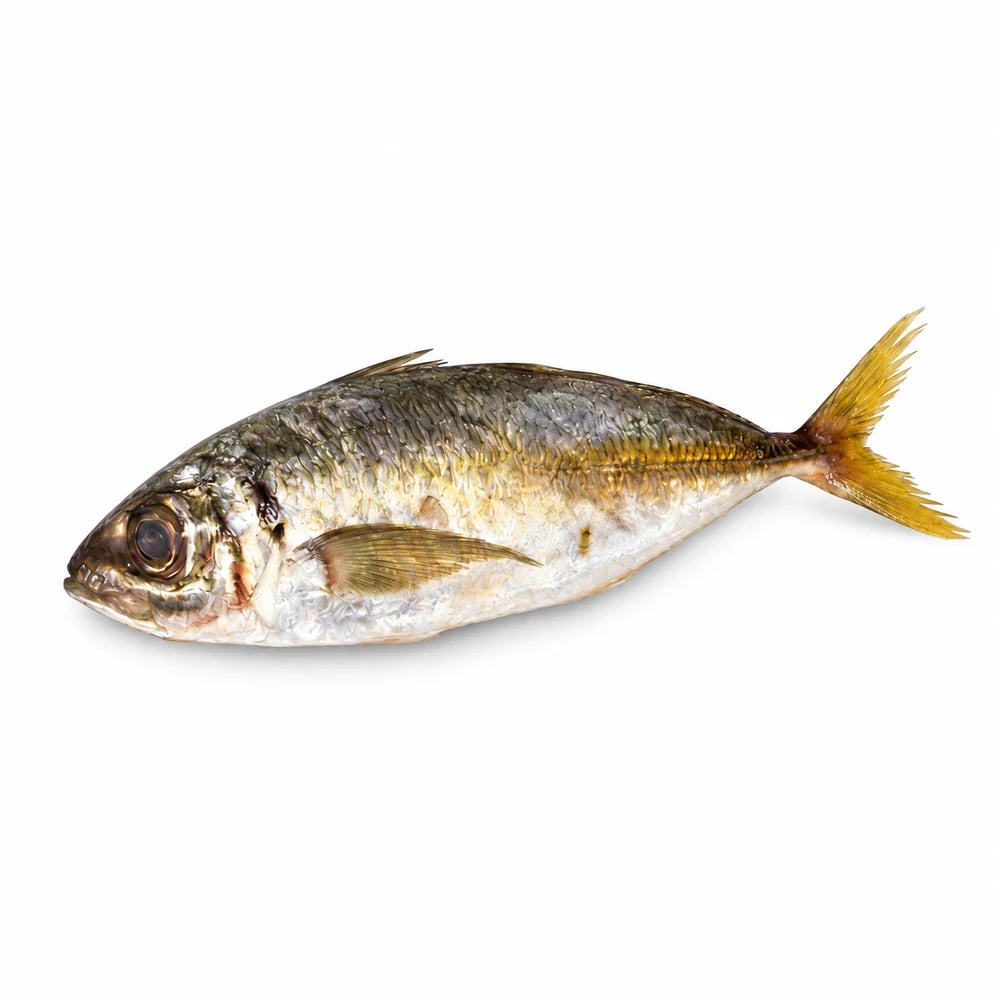 Yellow Tail Scad , fresh Fish (Whole) from Tasman Star Seafood, Gold Coast