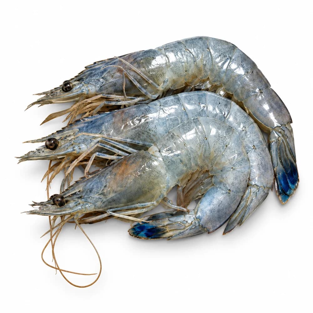 Paradise Prawn, fresh Sashimi from Tasman Star Seafood, Gold Coast