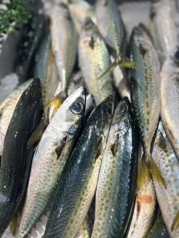 Sardine Fillets (Packaged)