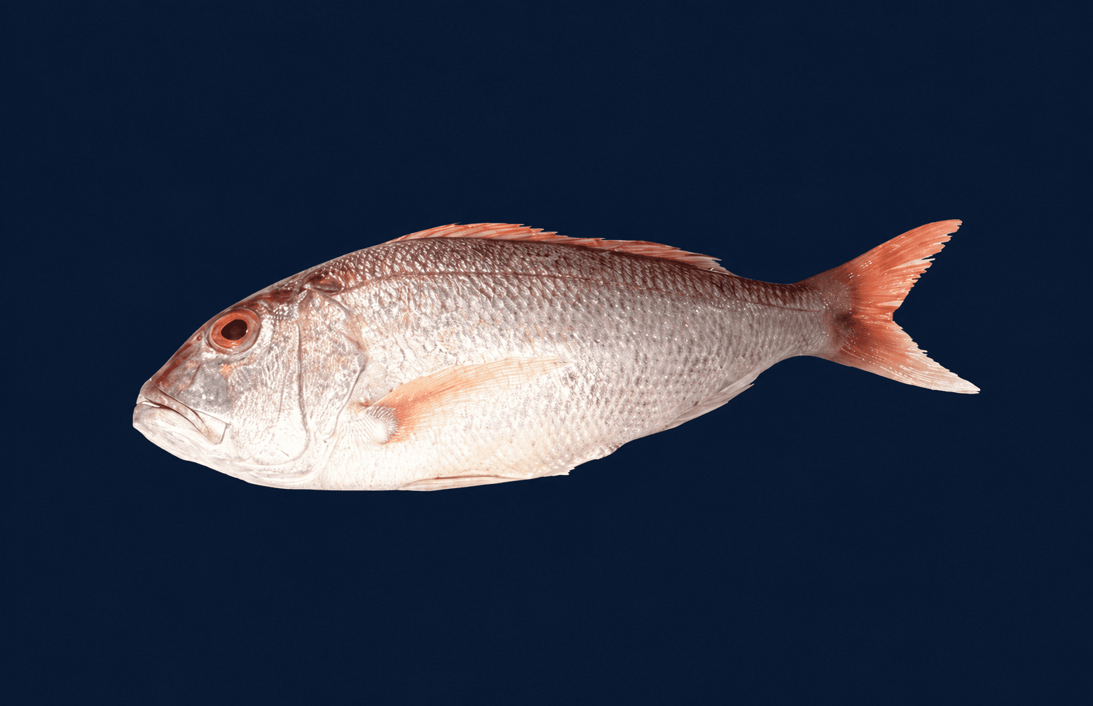 Gold Band Snapper Whole 2kg-2.5kg, fresh Fish (Whole) from Tasman Star Seafood, Gold Coast