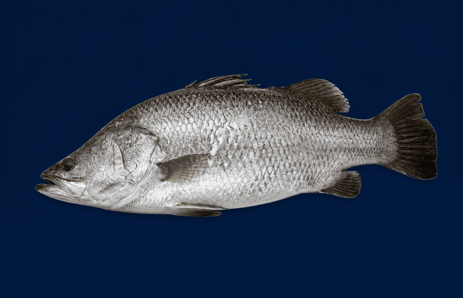 QLD Barramundi Whole