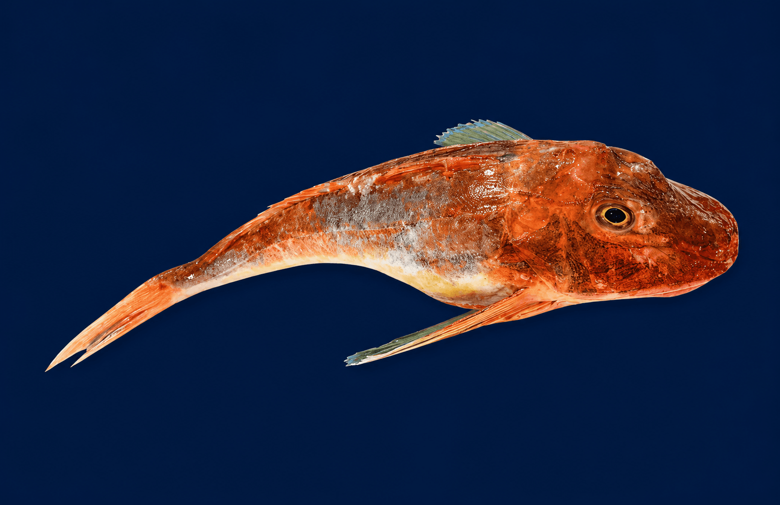 Gurnard Whole 1.2kg-1.6kg