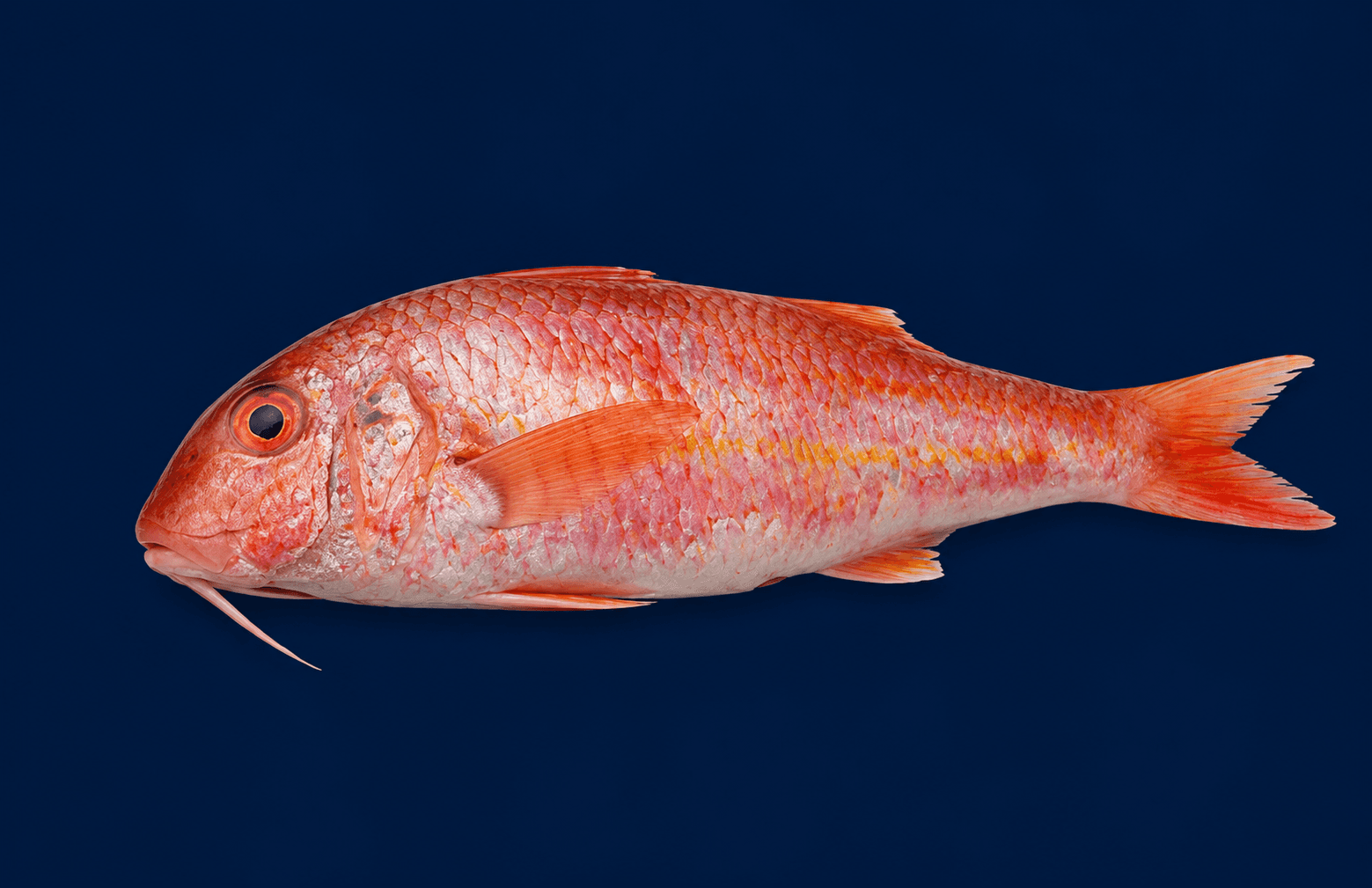 Goat Fish Whole 1KG