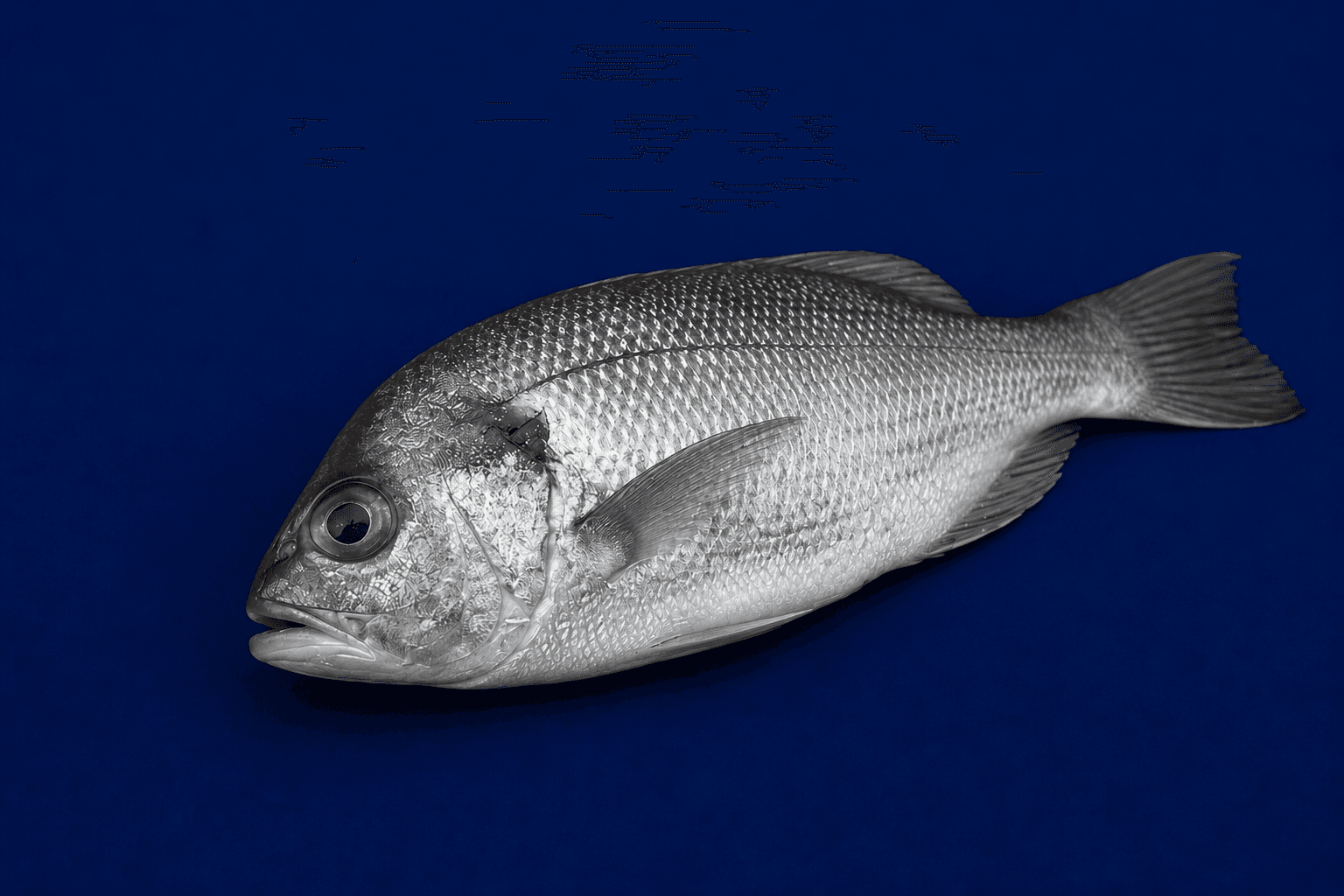 Pearl Perch Whole 1.5kg-2kg, fresh Fish (Whole) from Tasman Star Seafood, Gold Coast