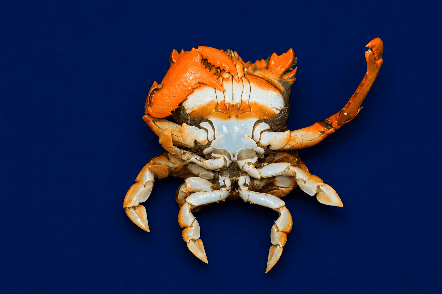 Live Spanner Crabs